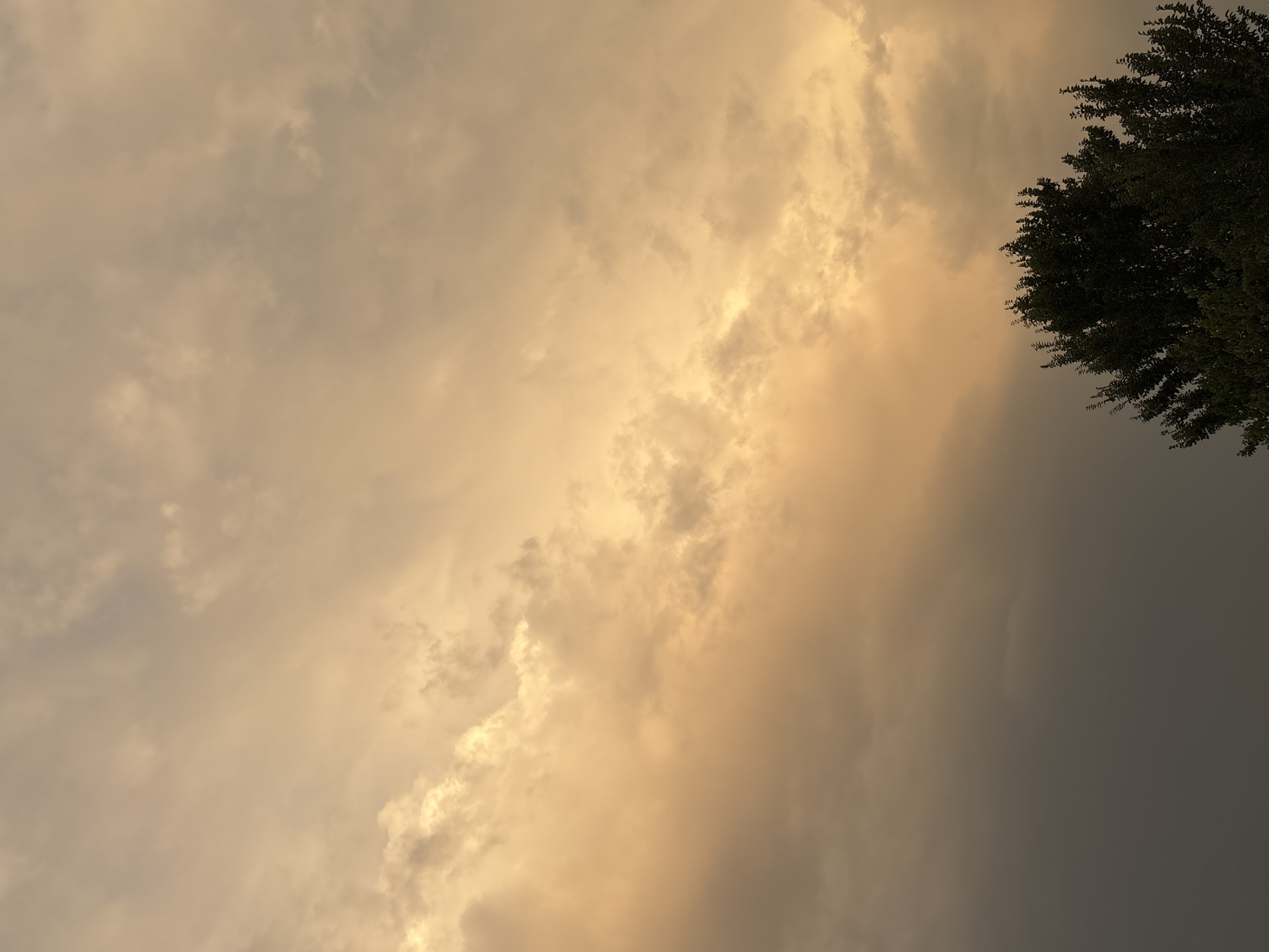 The image depicts a close-up of a tree's crown silhouetted against a sky filled with dramatic clouds. The clouds are predominantly a warm, golden-orange hue, suggesting either sunset or sunrise, with patches of darker, grayer clouds interspersed. The foliage of the tree is dark green and appears dense, with individual leaves and branches distinctly visible. The perspective is from below, looking upwards towards the sky. There are no people or signs of human activity present in the frame. The scene is likely a natural landscape.
