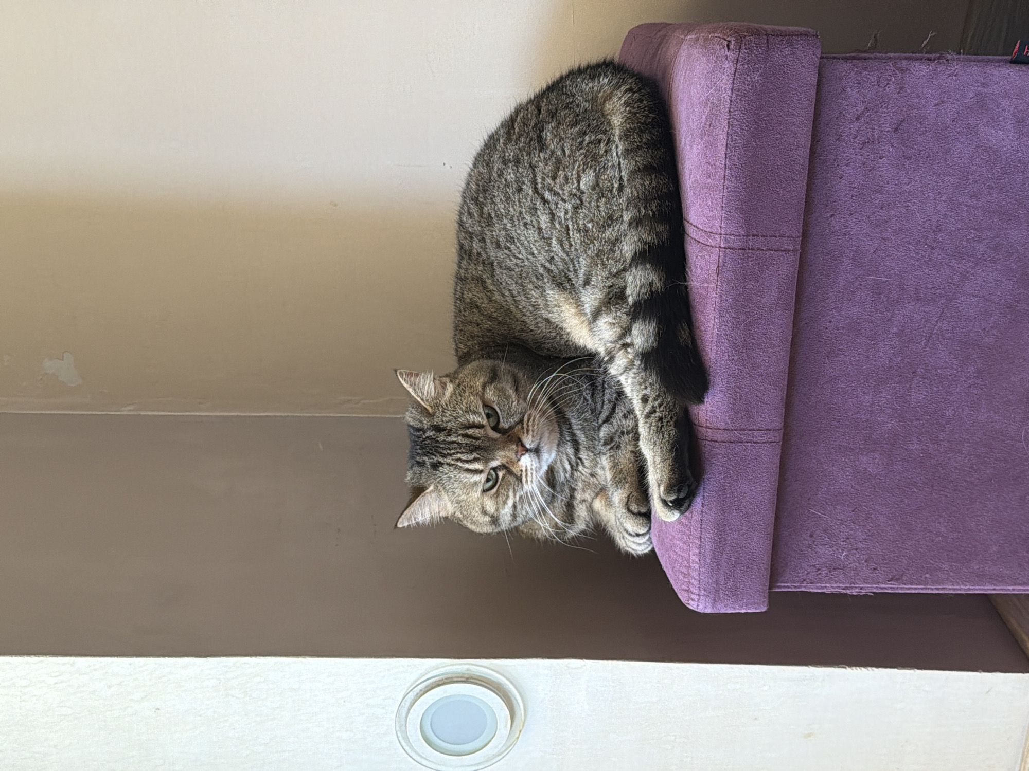 A medium-sized tabby cat is lying on a purple upholstered chair. The chair sits against a wall with a visible light fixture. The location is Sofia, Bulgaria.