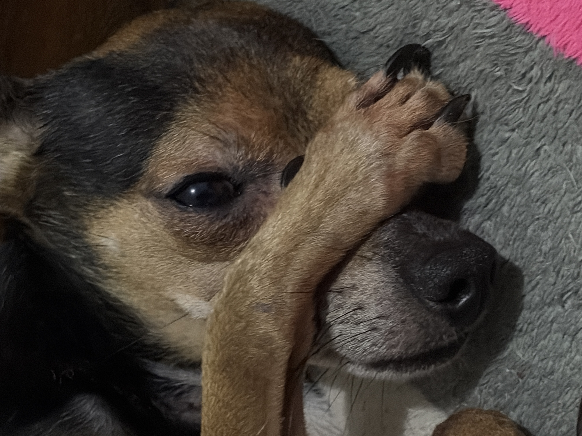 A close-up shows a small dog lying on a gray, fuzzy bed. The dog has brown and black fur. One of its paws is raised and covering part of its face. The dog's eye is visible, looking towards the camera. The dog's nose is also visible and is black in color. There are pink and red colors in the upper right corner. The location is not discernible from the image, nor is the city of Ciudad Guayana, Venezuela.
