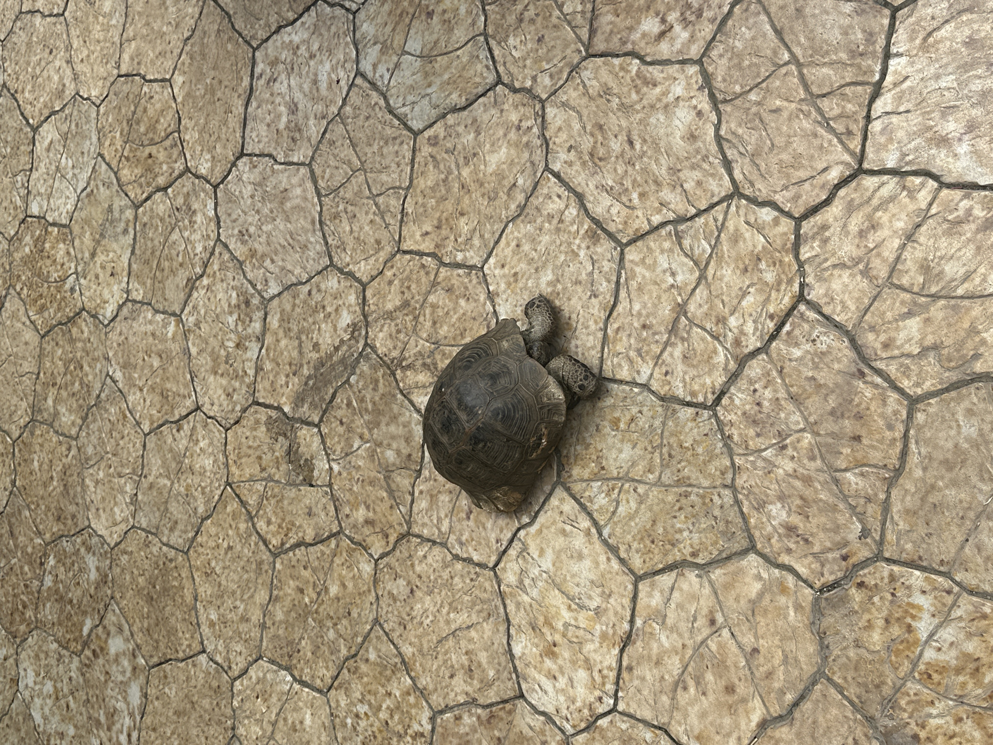An overhead, high-angle shot captures a tortoise on a distinctively patterned ground surface. The ground features an irregular tessellation of light brown and beige shapes, resembling natural stone, cracked earth, or stamped concrete, with dark gray lines defining the boundaries between each segment. The texture of the ground appears rough and varied.
A single tortoise is the primary subject, positioned in the upper center-right of the frame, moving or resting on the patterned surface. Its head and front legs are visible, extended slightly from its dark brown, textured shell, which displays prominent scutes and patterns. The tortoise's coloration allows it to blend subtly with the earthy tones of its surroundings. The lighting suggests daylight conditions. No specific location cues beyond the ground pattern are discernible, and there is no visible text in the image.