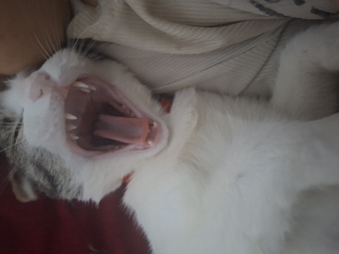 A domestic cat, predominantly white with grey tabby markings on its head and ears, is captured mid-yawn. Its mouth is wide open, exposing sharp canines, incisors, and an extended pink tongue. A thin red collar is visible around its neck. The cat is positioned on its back or side, resting against a light-colored, possibly cream or beige, ribbed fabric, which appears to be clothing, occupying the right side of the frame. A dark red fabric is partially visible on the left, behind the cat's head. The scene is located in the city of Khujayli, Uzbekistan.