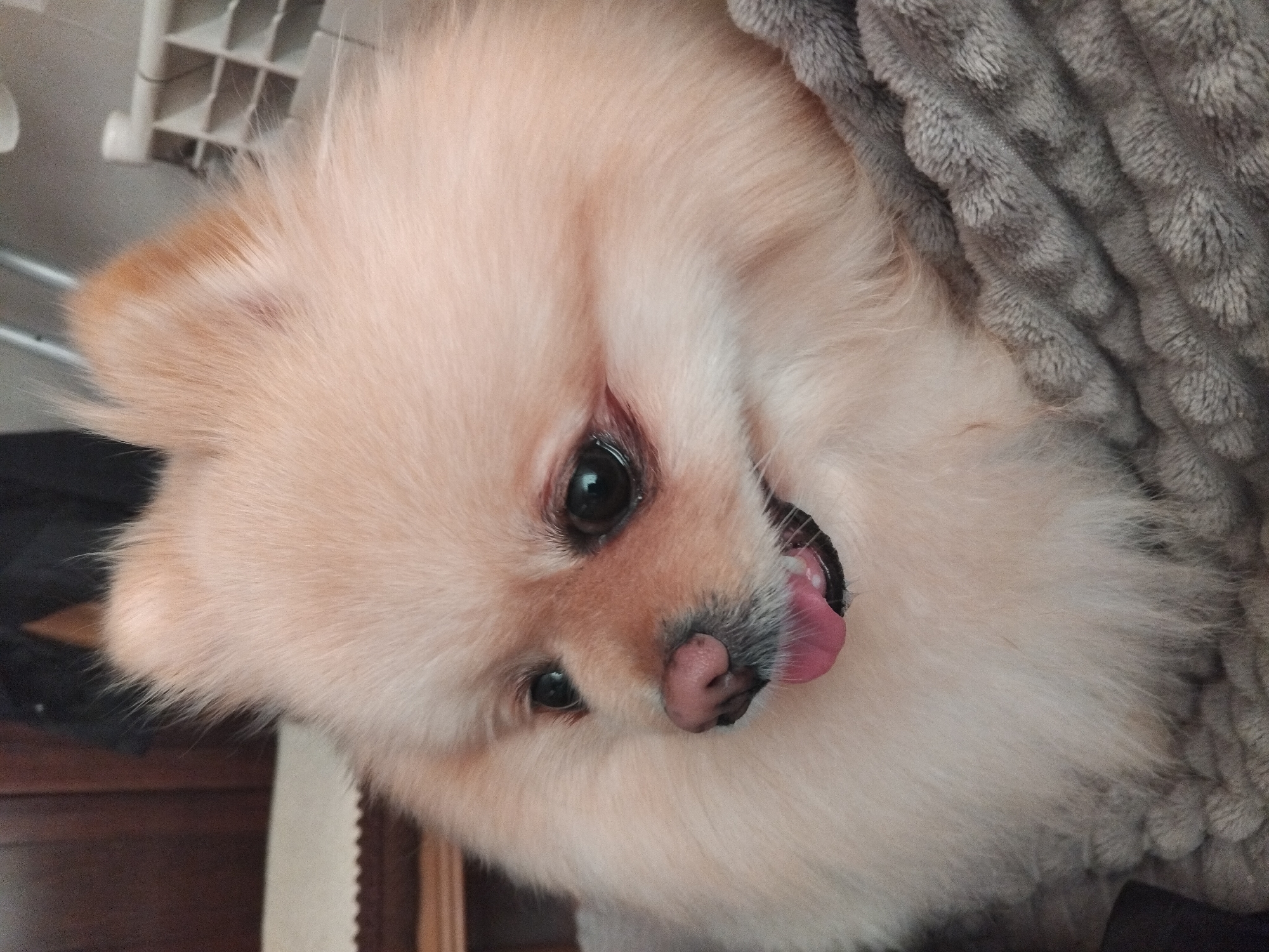 The image shows a close-up of a Pomeranian dog lying on a grey, textured blanket. The dog has light brown fur and is looking to its left with its tongue slightly out. The background is out of focus, but appears to be indoors with wooden furniture and a white grill-like structure visible. There is no indication of the dog's location in Apriltsi, Bulgaria.
