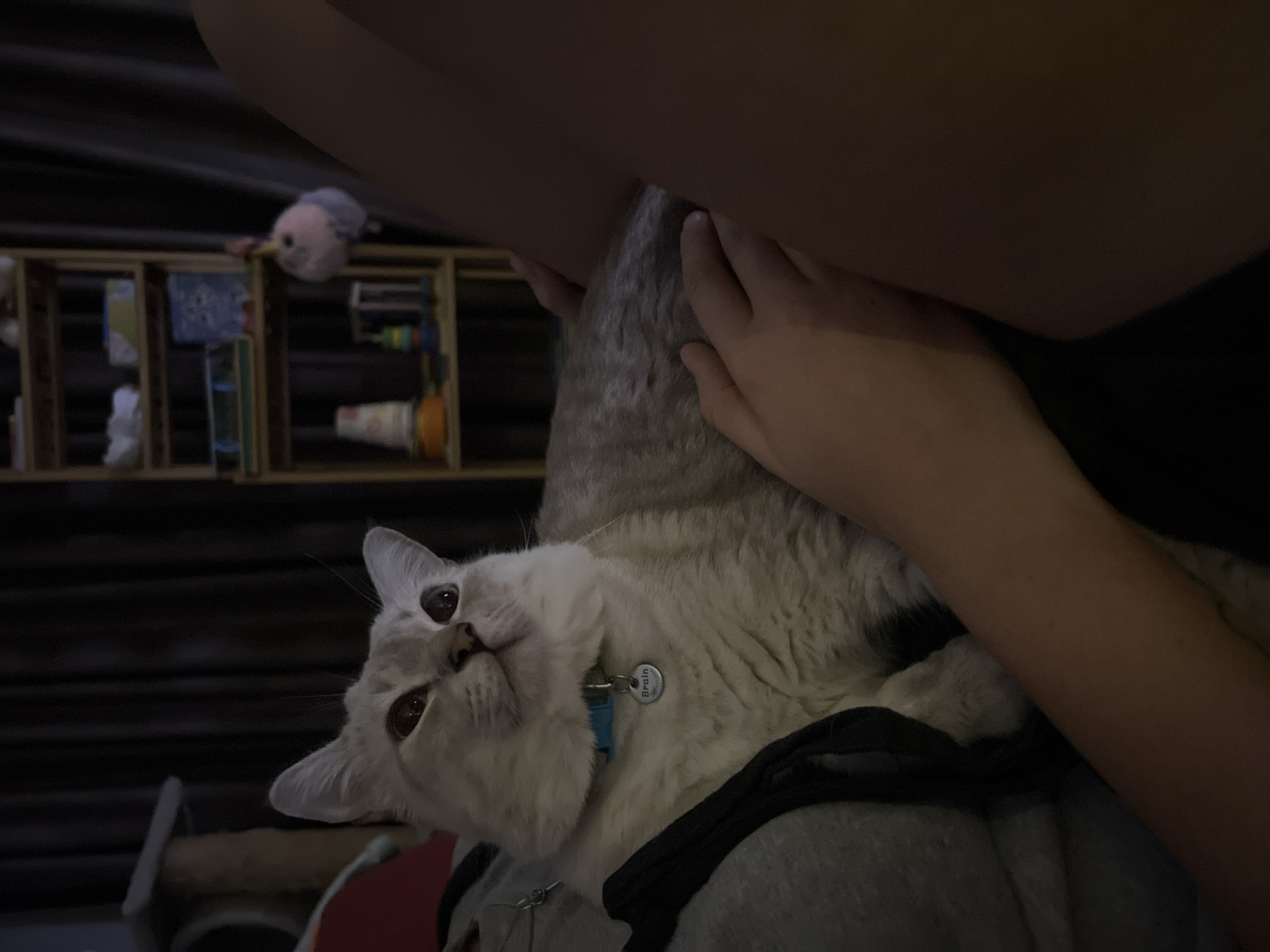 An indoor, dimly lit scene captures a light grey cat with dark brown eyes looking upwards and to the left, resting on the lap or chest of an unseen person. The cat wears a blue collar with a circular metallic tag that reads "Brain." The person's right arm and upper torso, dressed in a grey garment, are visible on the left side of the frame, with the person's hands gently resting on the cat's back. In the background, to the left, a light-colored cat tree is partially visible. To the right, a wooden shelving unit with various indistinct objects is present, including what appears to be a light pink stuffed animal hanging from one of the shelves. Dark curtains are visible behind the shelving unit. The location is an unknown room in the city of Unknown, Unknown.