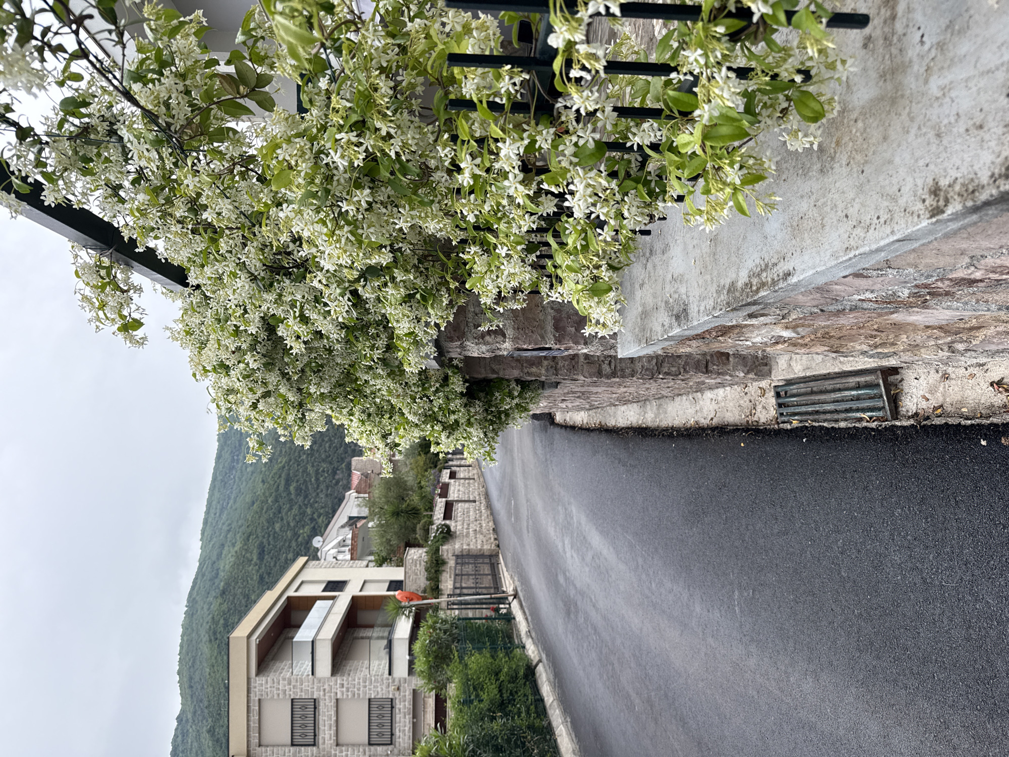 The image depicts a street in Đenovići, Montenegro. A recently paved asphalt road runs along the right side of the frame. On the left, a stone and concrete wall is partially obscured by a flourishing vine with white flowers, growing on a black metal fence. In the background, a building with beige brick is partially visible. Beyond the building, a hill rises, covered in greenery under an overcast sky. A few houses are visible in the distance along the street.
