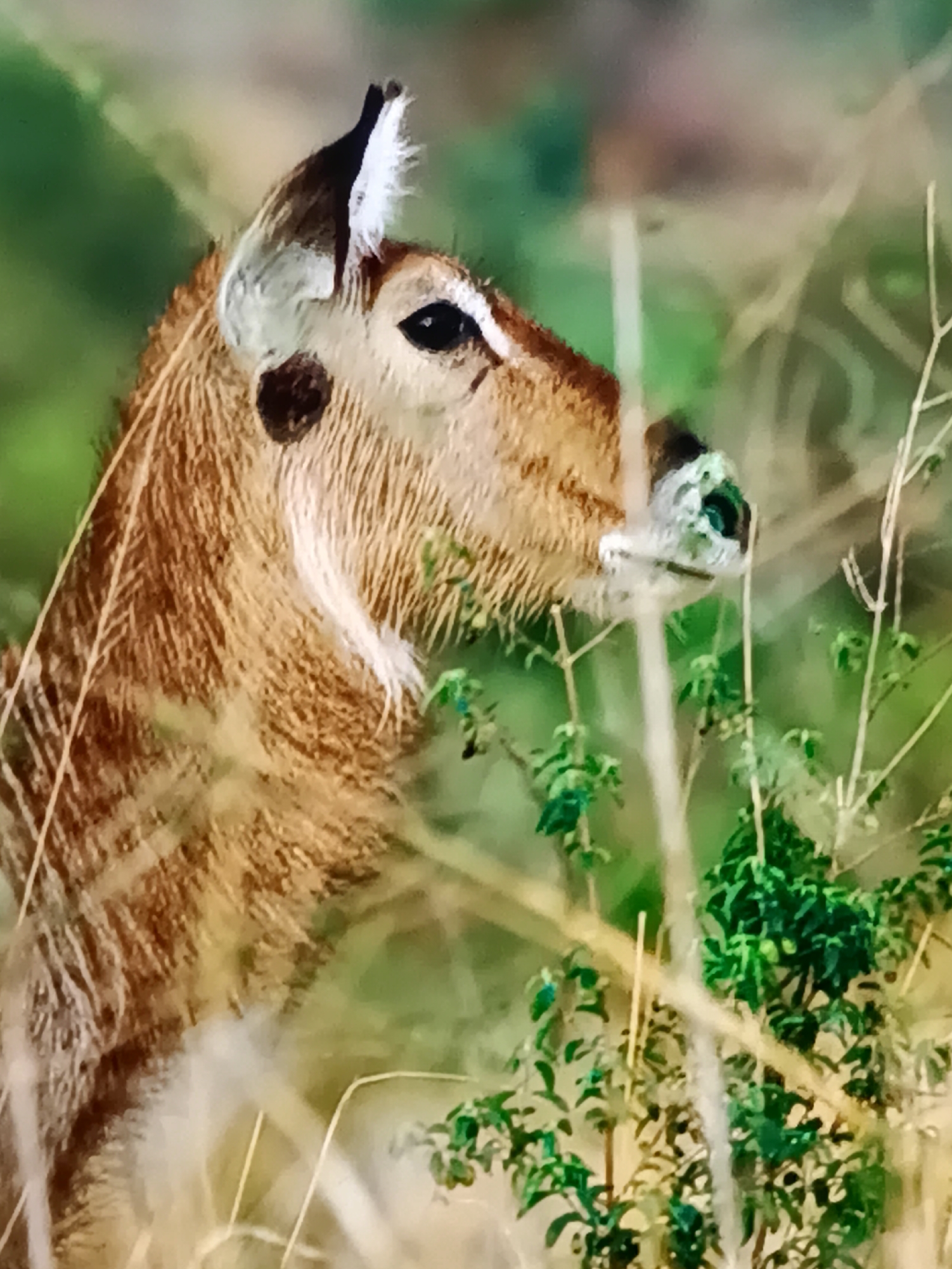 This image shows a close-up, profile view of a deer's head and neck. The deer has light brown fur with darker stripes and a white patch under its chin. Its right eye is visible and dark, and its ear is pointed upwards with white fur inside. The deer appears to be in a natural environment, with tall, dry grasses and green foliage surrounding it. The background is blurred, suggesting a shallow depth of field and focusing attention on the animal. The lighting suggests it might be daytime. There is no visible text. The image is of moderate resolution and has a slightly oversaturated appearance.