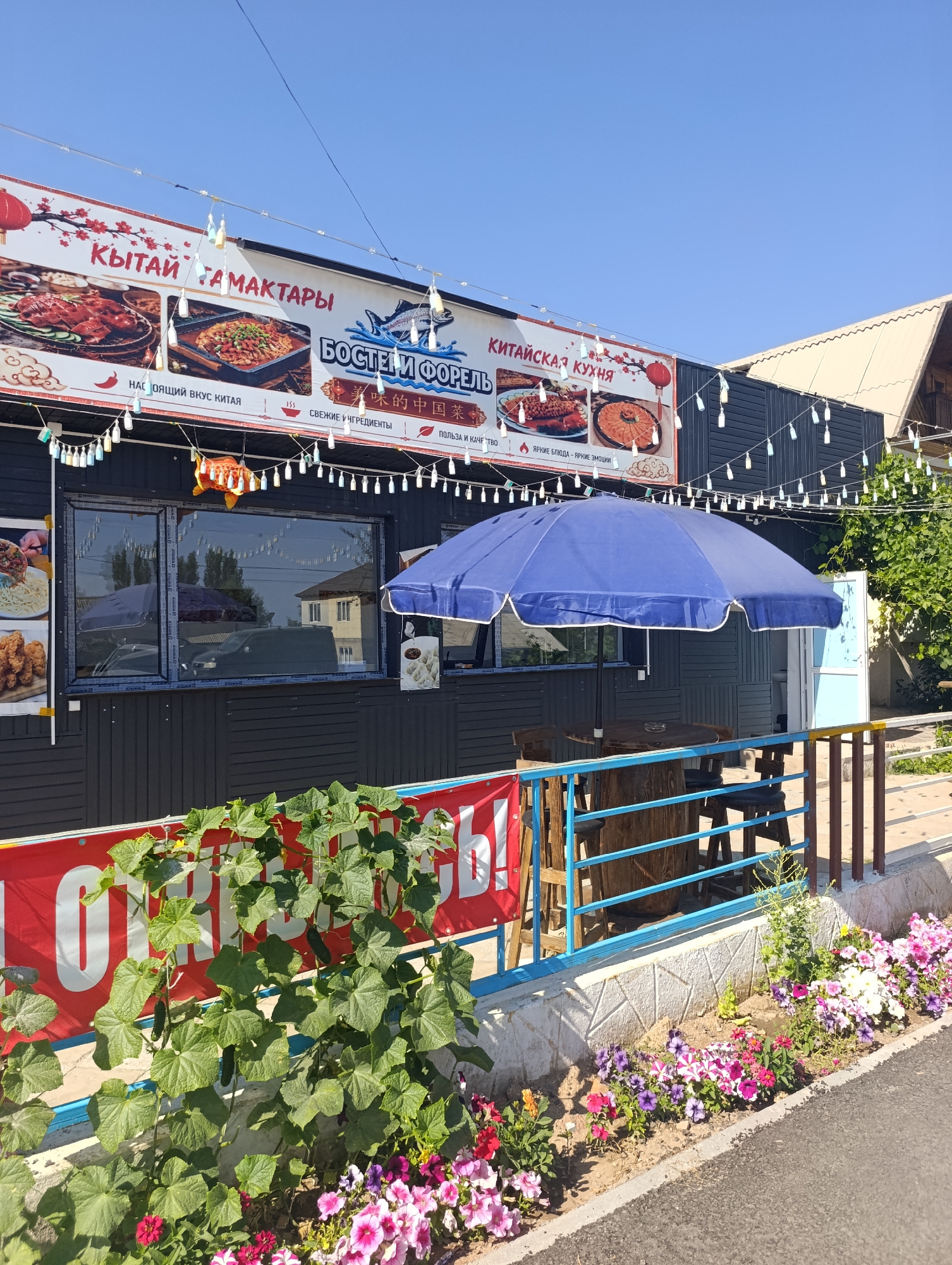 This image depicts a street-level view of a restaurant in Bosteri, Kyrgyzstan, characterized by its outdoor seating and signage. The building features a dark-colored facade with large windows, suggesting a commercial establishment. Above the windows, a prominent banner displays text in Russian and Chinese, advertising "Bosteri & Morel" and "Chinese Cuisine" with images of food. Decorative string lights with small, colorful bulbs hang across the front of the building and are also visible in the foreground, strung along a blue metal railing.
An open blue umbrella shades a wooden barrel-shaped table and several chairs, indicating an area for outdoor dining. Lush green cucumber plants with visible cucumbers are growing in front of the railing, intertwined with a red banner that has white lettering, partially obscured by the plants. Various colorful flowers, including petunias in shades of pink, purple, and white, are planted along the base of the railing and a low stone wall. The background shows a clear blue sky and the upper portions of buildings, including a light-colored sloped roof. The overall scene conveys a casual, outdoor dining atmosphere in a sunny environment.