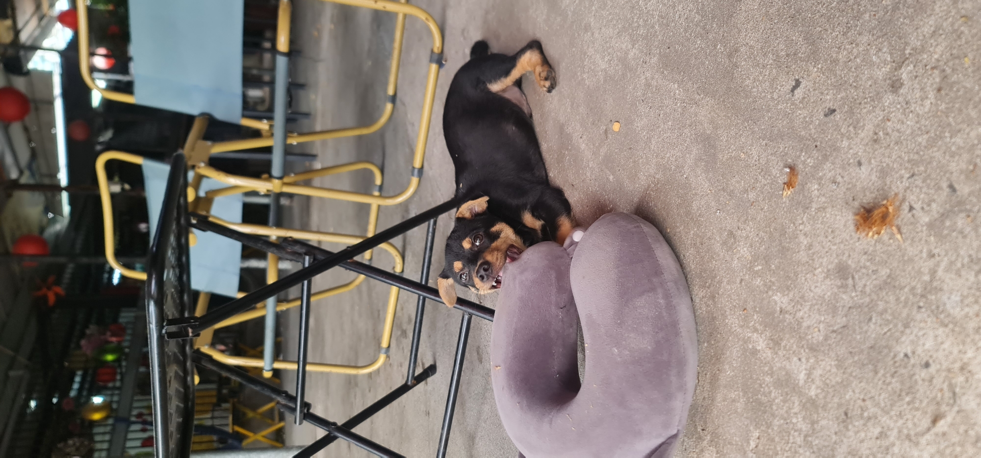 A black and tan dog lies on a concrete floor near yellow and black folding chairs. The dog is chewing on a gray neck pillow. The location appears to be outdoors, near a building with strings of red lanterns. The environment suggests a possible restaurant or public space in Đà Nẵng, Vietnam.