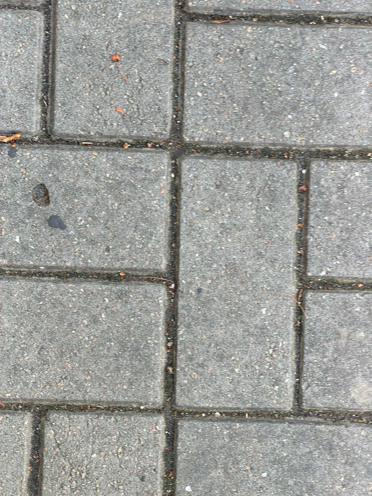 This is a close-up, top-down, eye-level shot of a paved pathway made of rectangular interlocking concrete pavers. The pavers are arranged in a running bond pattern, with the horizontal joints offset between rows. The concrete has a speckled gray appearance with various sizes of aggregate visible. The grout lines between the pavers are dark and appear to have some debris, possibly dirt or small organic matter, within them. There are a few small pieces of dried vegetation, such as twigs and leaves, scattered on the surface of the pavers and in the grout lines. In the upper left quadrant of the image, there is a dark, irregularly shaped object, possibly a piece of mud or asphalt. The lighting suggests an outdoor environment, likely daytime, with no harsh shadows indicating direct sunlight. The scene is devoid of any people, animals, or vehicles. The setting is likely a pedestrian area such as a sidewalk, patio, or plaza.