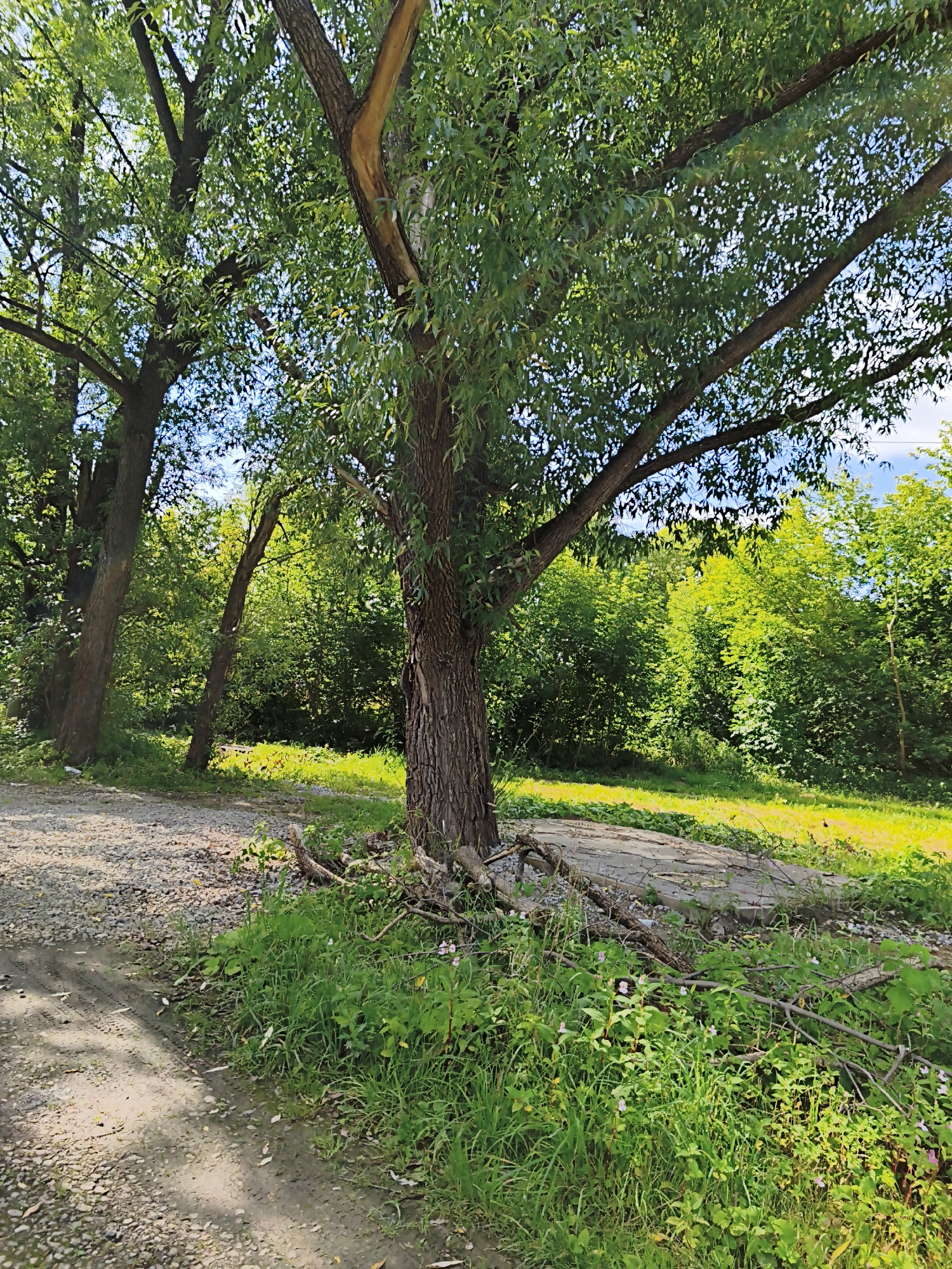 The image depicts a wooded area with a gravel path in the foreground. Several large trees with dense green foliage dominate the scene. The path is visible on the left side of the image, leading into the trees. In the middle ground, there's a clearing with some paved concrete slabs, suggesting a former structure or pathway. The background consists of a dense wall of green trees. The sky is visible through the branches, appearing blue with some scattered clouds. The overall impression is of a natural, somewhat unkempt, outdoor environment. The location is the city of Dolgoprudny, Russia.