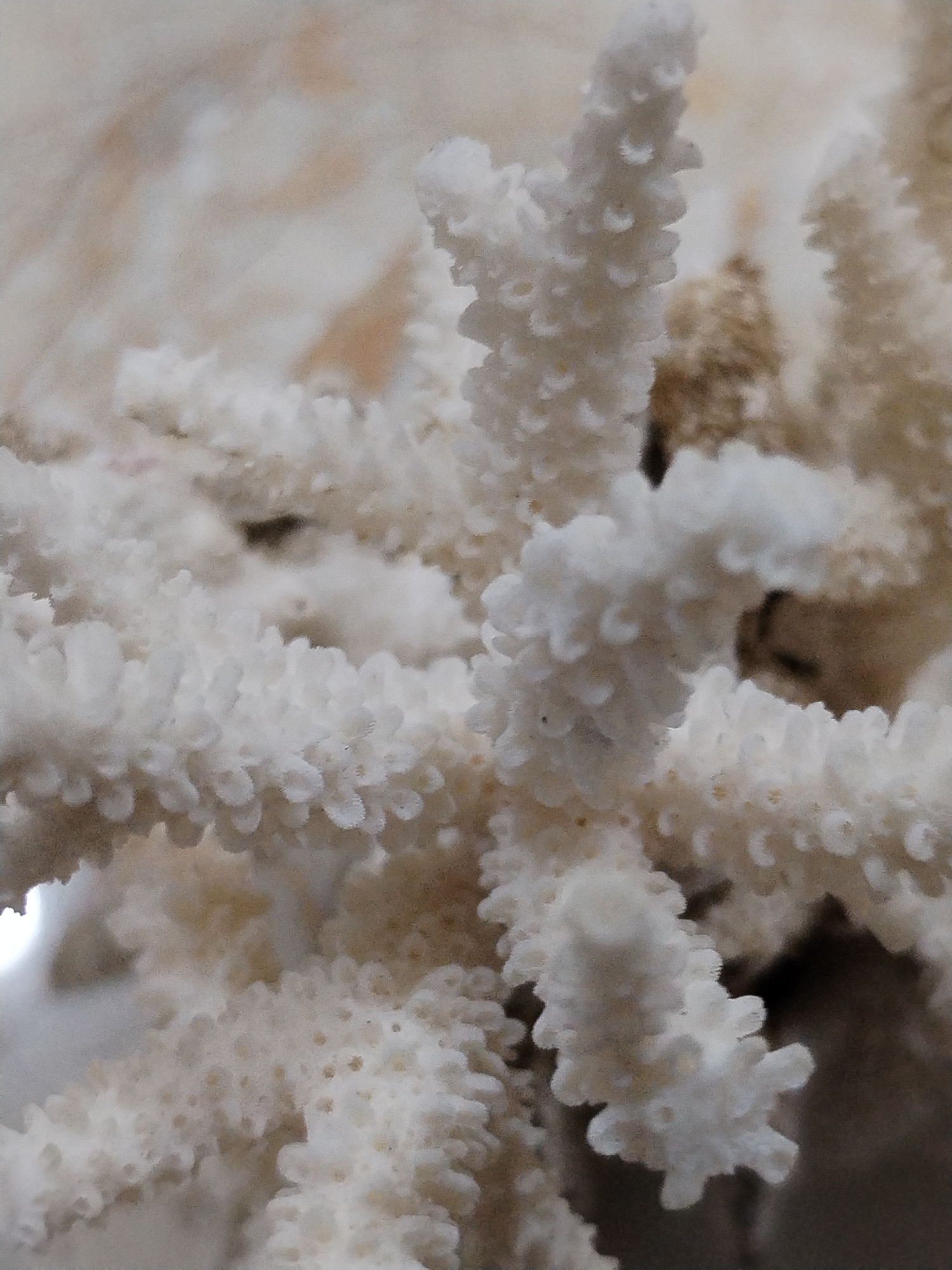 The image shows a close-up view of white coral. The coral's texture is porous and rough, with small, bumpy projections. The background is blurred and beige.