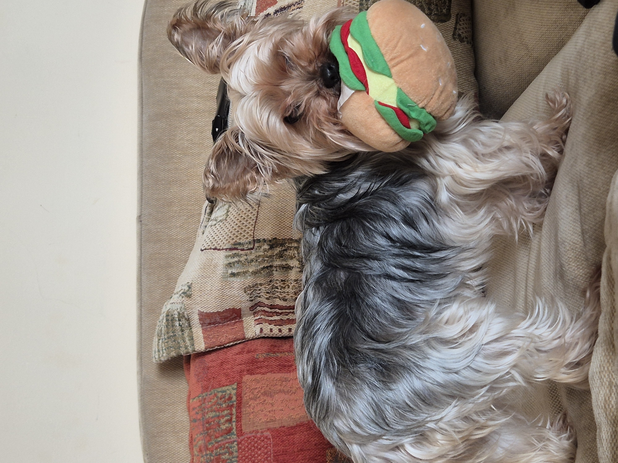 A long-haired Yorkshire Terrier rests on a patterned pillow and tan-colored couch with a plush hamburger toy positioned near its head. The photo was not taken in Pavlikeni, Bulgaria, as that information cannot be determined from the image.