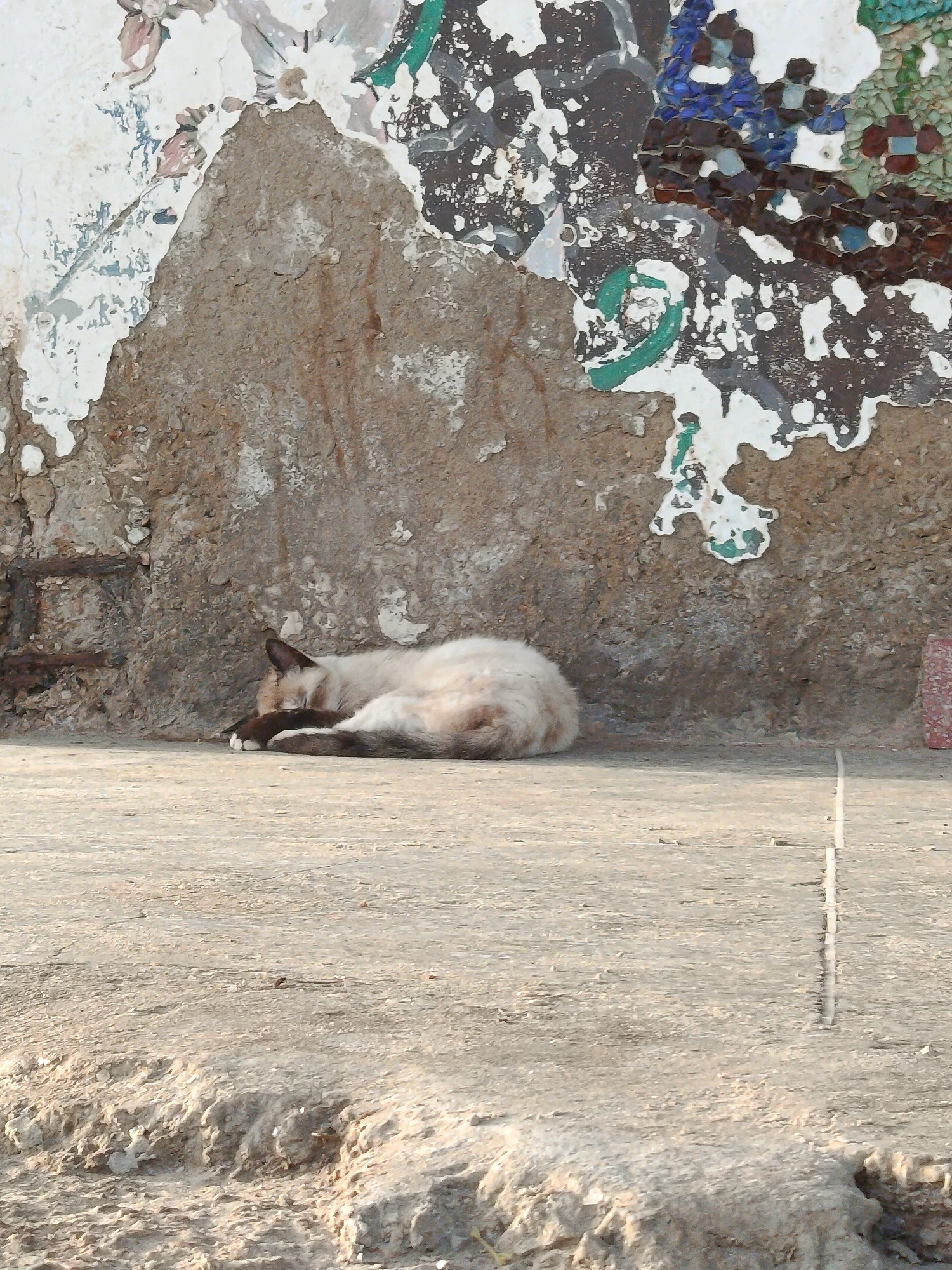 In Juan Griego, Venezuela, a domestic cat sleeps curled on a concrete surface in front of a weathered, textured wall. The wall exhibits peeling paint and mosaic fragments, suggesting age and decay. The cat, a Siamese or similar breed with light fur and darker points on its ears and face, is positioned centrally in the frame, facing right. Its paws are tucked beneath its body, and its eyes are closed. The foreground consists of the concrete ground, showing signs of wear and tear, with a rocky embankment visible on the far left. The background is dominated by the textured wall and the upper portion of the cat. The lighting suggests it is daytime, casting subtle shadows.