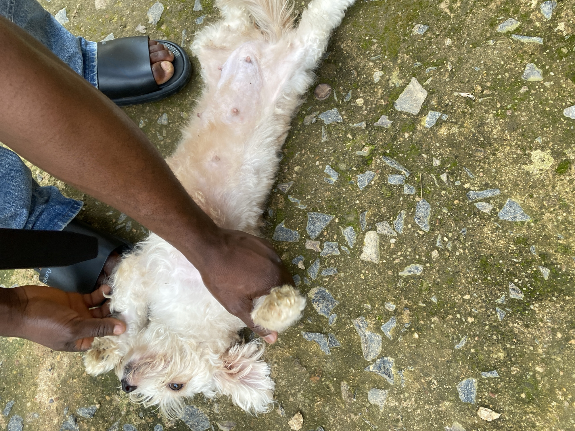 In Rafin Par, Nigeria, a person's hands are gently holding a small, fluffy white dog that is lying on its back on a rough, stone-covered surface. The dog's paws are held up, and its underside is visible, showing several small nipples. The person is wearing blue jeans and black slides. The ground is a mix of dirt, small stones, and some patches of green moss.