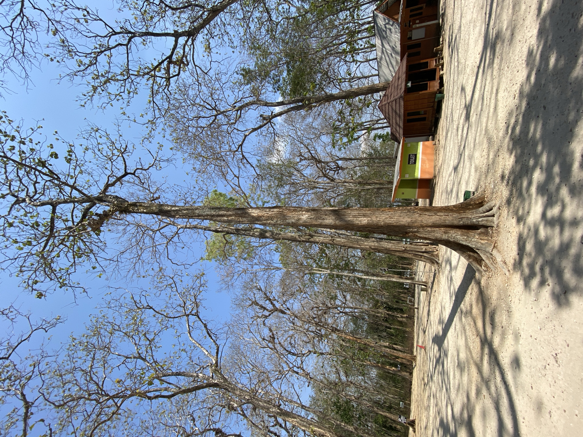 The image depicts a sunny day in a forested area with a sandy ground. Several tall trees with bare branches and sparse green leaves dominate the scene. In the mid-ground, a small, colorful building with "TOILET" written on it is visible, alongside some wooden huts with pitched roofs. The ground is covered in sand with scattered small pebbles and shaded by the trees, casting long shadows. The sky is clear and blue. There are no people visible in the image.