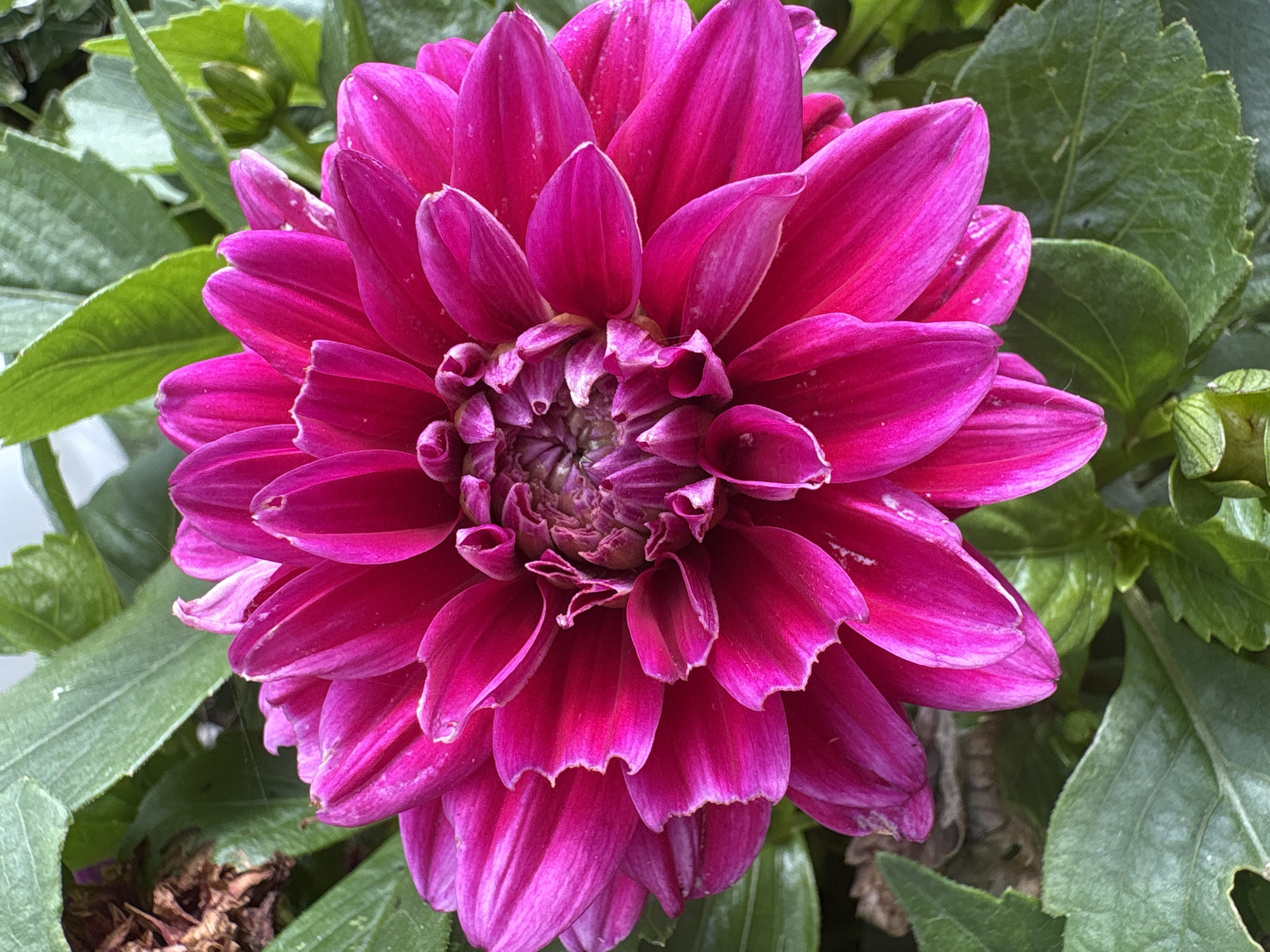 This is a close-up, vertical, eye-level shot of a vibrant fuchsia-colored dahlia flower. The dahlia is in full bloom, with numerous petals radiating outwards from a tightly packed center. The petals have a velvety texture and are slightly ruffled, with some showing subtle white edges. The flower is surrounded by lush, green foliage, some of which is slightly out of focus. In the upper left portion of the frame, a small, dried, brown organic element is visible amongst the green leaves. There are no people or animals present in the image, nor any discernible human structures or urban elements. The scene appears to be in a garden or natural setting, with no specific indicators of its location within Oreshak, Bulgaria.