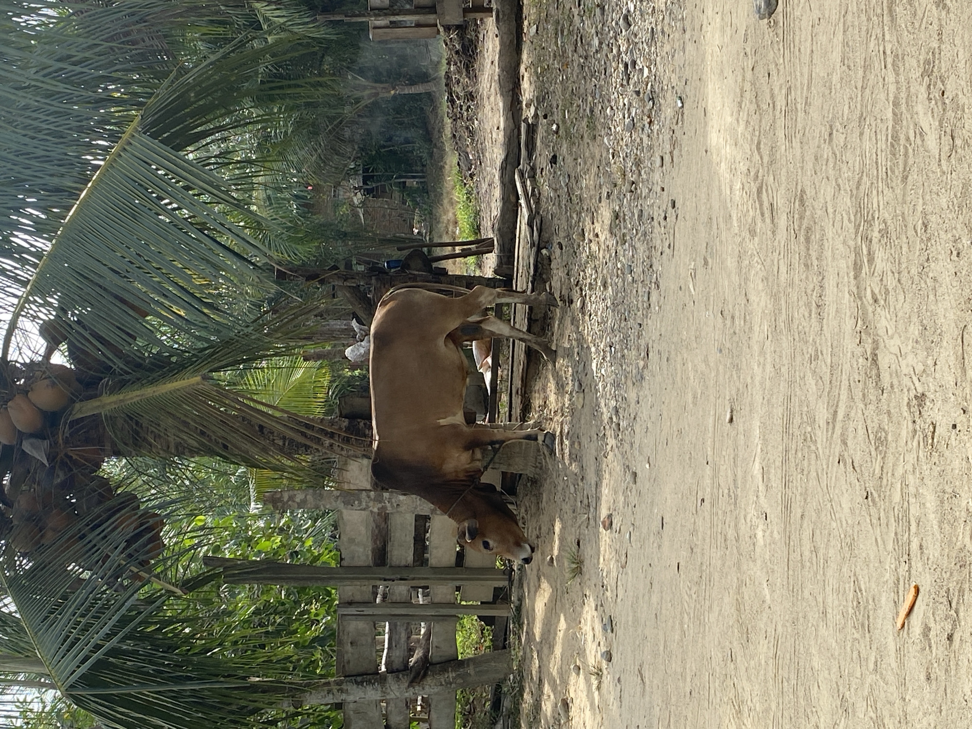 A brown cow stands on a dirt path in a rural, tropical setting. The cow is light brown with darker markings on its head and legs, and a rope or halter is visible around its neck. Its head is lowered, appearing to graze or inspect the ground.
To the left of the path, several large coconut palm trees dominate the scene, with clusters of ripe coconuts hanging from them. Dense green foliage and bushes provide a lush backdrop. A wooden fence or barrier runs alongside the path, separating it from the vegetation.
The path itself is composed of light-colored dirt, textured with tire tracks or foot traffic, and scattered with small stones and gravel, particularly on its left edge. In the mid-ground, beyond the vegetation, indistinct structures, possibly homes or sheds, are visible, and faint smoke can be seen rising, suggesting distant activity.
The image depicts a clear, sunny daytime with bright, direct lighting and visible shadows, indicating fair weather. The abundance of coconut trees and the rustic environment point to a tropical or subtropical rural area, aligning with the provided location context of Seuneubok Teungoh, Indonesia. There is no visible text in the image.