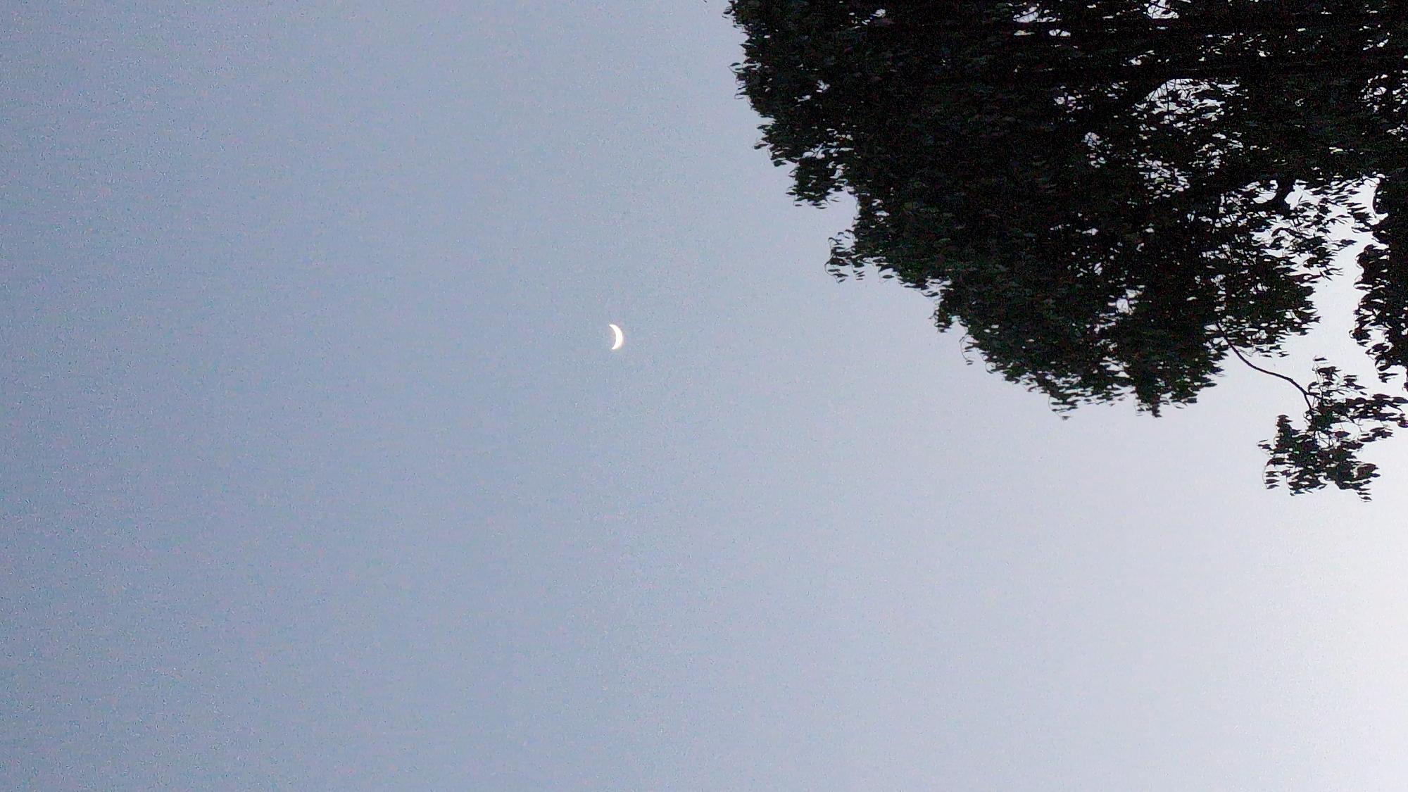 The image captures a serene twilight scene, likely taken in Haini, India. The primary subjects are a delicate crescent moon and the dark foliage of a tree.
The sky occupies the majority of the frame, displaying a soft gradient of pale blue to light grey, characteristic of dawn or dusk. No clouds are visible, indicating clear weather. Positioned in the upper-left quadrant, the crescent moon appears as a luminous, pale yellow-white arc, distinct against the fading light of the sky.
Dominating the top-right portion of the image are the dense, dark leaves and branches of a tree, silhouetted against the lighter sky. The foliage provides a strong contrast and acts as a natural frame for the celestial element. A few thinner branches extend slightly downwards from the main canopy.
The photograph emphasizes natural elements and a peaceful atmosphere. There is no visible human activity, objects, or text. The overall mood is one of tranquility, highlighting the quiet beauty of a moment between day and night.