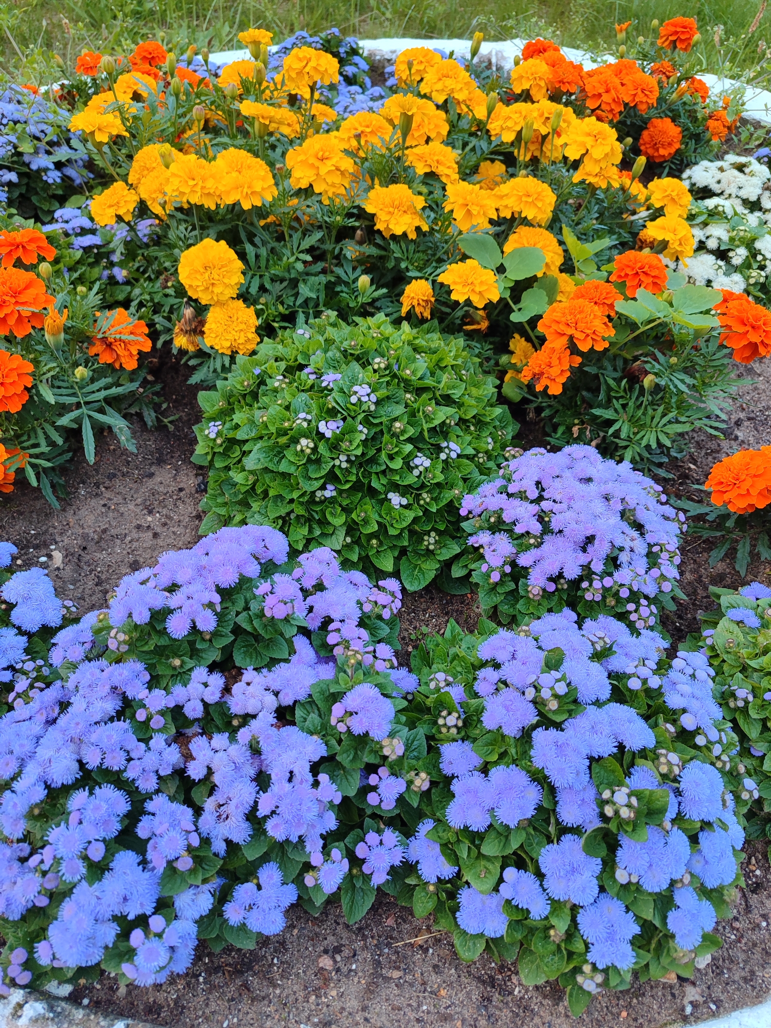 An outdoor, eye-level, close-up photograph shows a garden bed filled with marigolds in shades of orange and yellow. Interspersed among the marigolds are clusters of small, fuzzy, light purple flowers. A rounded, dense green plant with small purple flower buds is positioned centrally in the garden. The ground in the garden bed is covered with dirt and small stones. The background shows blurred green grass.