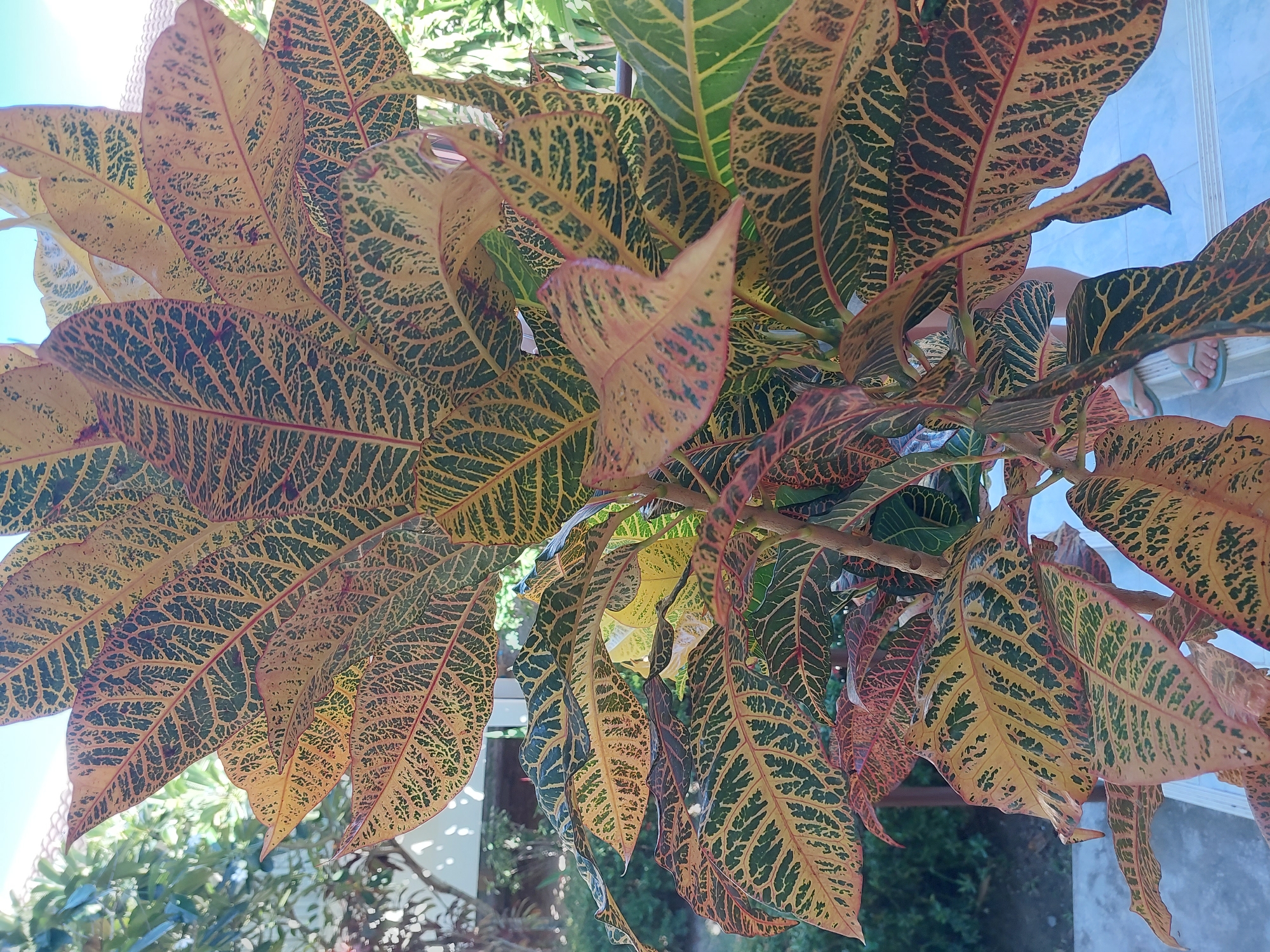 An over-the-shoulder, eye-level shot captures a vibrant, multi-colored croton plant with large, patterned leaves. The leaves are a striking mix of yellow, green, and reddish-brown, with intricate dark green veins creating a netted appearance. The plant appears to be in a pot, situated outdoors on a light blue tiled surface. In the background, blurred foliage and hints of a building with a terracotta roof suggest a tropical or sub-tropical setting. Part of a person's legs and feet, wearing light-colored flip-flops, are visible at the bottom right of the frame, standing on the tiled surface. The overall scene is bright and well-lit, with the clear sky indicating daytime. The location is identified as Baan Mae Nam, Thailand.