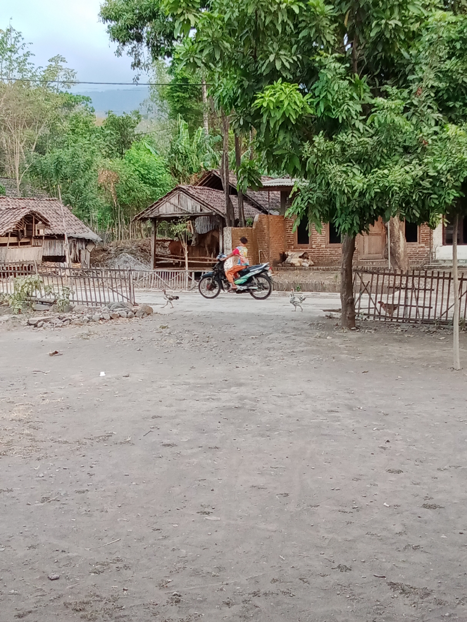 The image depicts a scene in Selowogo, Indonesia. In the foreground, a dusty, unpaved area is visible, with scattered stones and debris. A dark metal fence runs horizontally across the middle ground. Beyond the fence, a person wearing a colorful shirt rides a motorcycle. Several chickens are present in the foreground, one of which is walking across the dirt path. In the background, traditional Indonesian village structures with thatched roofs are visible, along with lush green trees and foliage. A large tree with dense leaves is prominent in the right side of the frame. The sky is overcast and a hazy mountain range is visible in the distance.