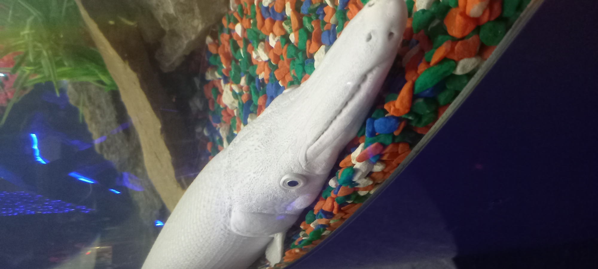 In Krasnodar, Russia, an albino alligator gar rests in a fish tank filled with multi-colored pebbles. The fish is light in color with a long snout, small eyes, and visible scales. The pebbles are primarily orange, green, white, and blue. The tank also contains some aquatic plants and decorative elements in the background. The fish is positioned against the side of the tank, near the pebbles.