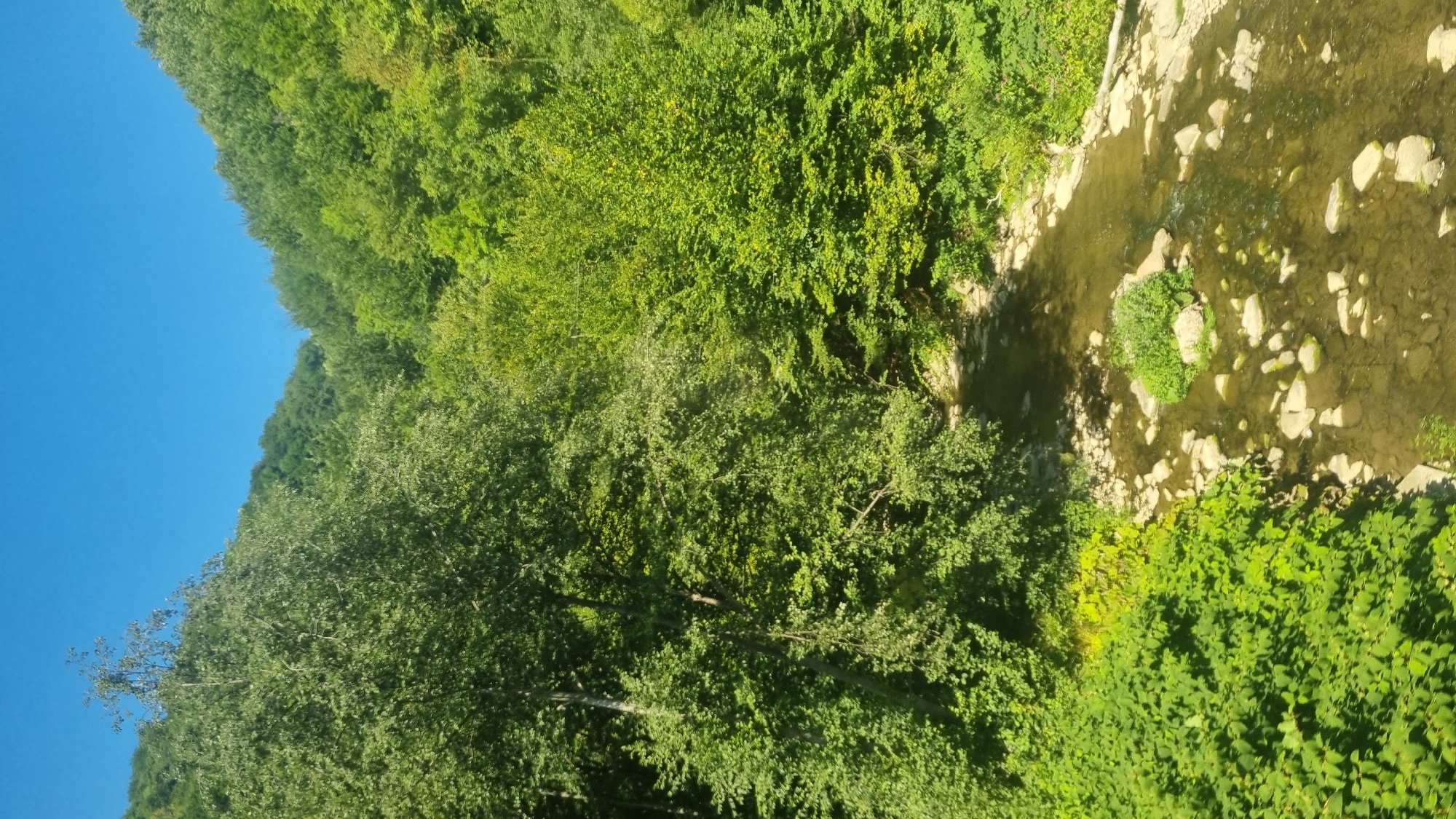 The image depicts a lush, verdant natural landscape dominated by dense forestation. A clear, shallow river flows through the scene, its bed visible through the transparent water, strewn with numerous light-colored rocks and pebbles. On either side of the river, the terrain rises steeply, covered in a thick carpet of trees. The foliage is a vibrant green, suggesting a healthy and thriving ecosystem. The sky above is a striking, cloudless blue. In the foreground on the left, a dense cluster of bright green, leafy vegetation forms a vibrant contrast to the darker greens of the forest. This scene is characteristic of the natural beauty found in and around the city of Volovets, Ukraine, known for its mountainous terrain and extensive forests.