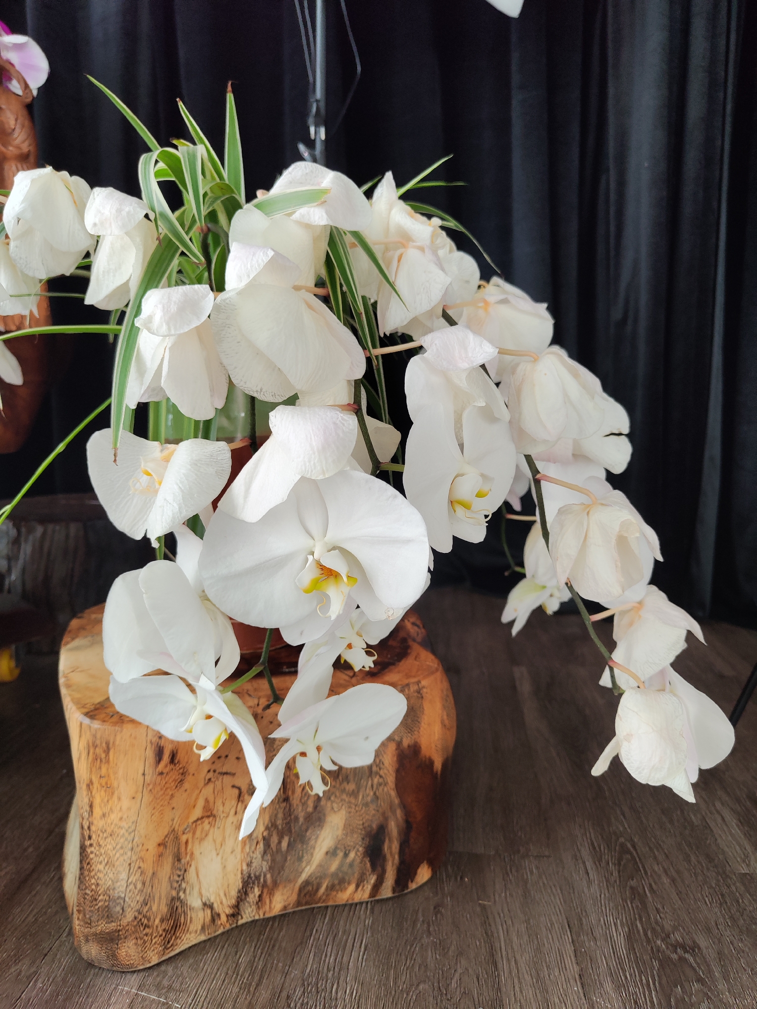 The image showcases a floral arrangement prominently featuring white orchids and green foliage. The arrangement is set upon a roughly hewn wooden base, presumably part of the decor. In the background, there is a dark, draped curtain, possibly indicating an indoor setting such as an event space or a botanical display. The scene might be located in Da Lat, Vietnam, known for its floriculture, though this is speculative based on the region's reputation for flowers rather than explicit markers in the image. No people are visible in the frame. The primary subjects are the orchid blossoms, displaying their delicate petal structure and yellow centers, indicative of their species. The arrangement gives an impression of natural elegance and understated beauty. The wooden base adds a rustic touch, contrasting with the refined appearance of the orchids. The overall composition suggests deliberate staging for photography or display.