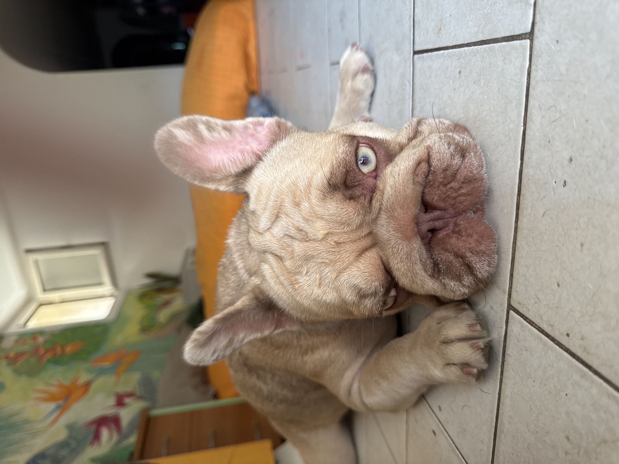 An adult French bulldog is lying on a tiled floor indoors, with its head facing the camera and its body stretched out to the left. The dog has light brown fur, prominent wrinkles on its face, and one blue eye and one partially closed brown eye. Its ears are perked up. In the background, there is a bright orange cushion or bed, a dresser with yellow drawers, and a wall with a mural depicting colorful abstract shapes and what appear to be bird-like figures. A partially open window is visible in the upper right portion of the frame, suggesting a daytime scene. The lighting appears natural, coming from the window and possibly overhead. The overall impression is of a relaxed domestic setting.
