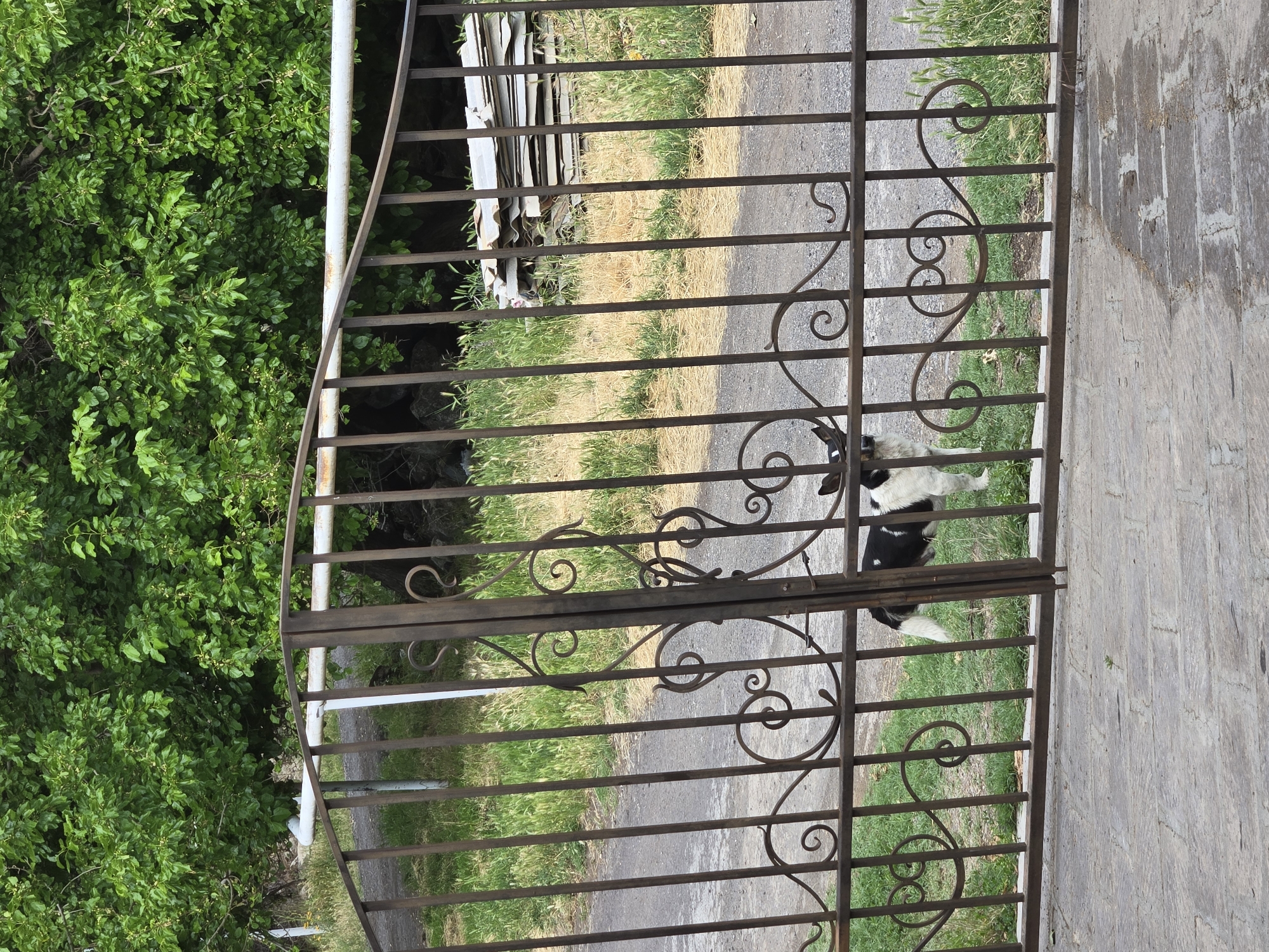 A black and white goat stands on its hind legs, peering through an ornate metal gate. The goat's front legs rest on the top horizontal bar of the gate, and its head is extended forward. The gate is made of dark metal with decorative scrollwork. Beyond the gate, a path is visible, bordered by grass and some dry straw. To the left of the gate, lush green foliage creates a dense background. The ground on the right side of the image is paved with rough, grey stones. The scene appears to be outdoors, possibly in a rural setting. The lighting suggests it is daytime, with no indication of specific weather conditions.