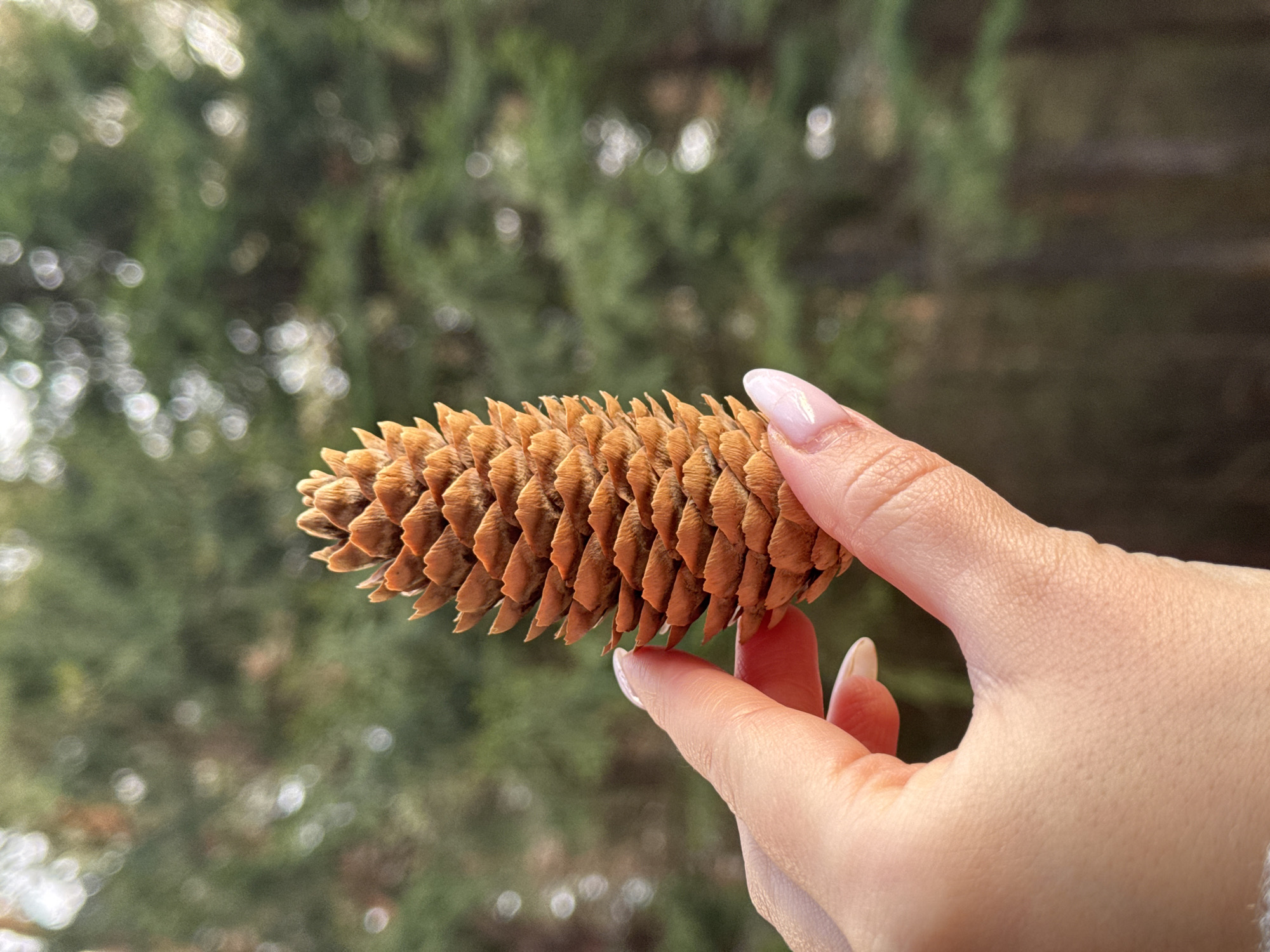 This close-up outdoor photograph features a person's hand gently holding an elongated, brown conifer cone, likely from a spruce or fir tree. The hand, with light skin and neatly manicured, almond-shaped nails painted with a light pink or nude polish, grasps the cone horizontally. The cone's individual scales are clearly defined, showcasing its textured surface and conical shape.
The background is softly blurred, creating a shallow depth of field that highlights the hand and cone. It features various shades of green foliage, indicating an outdoor setting such as a forest, park, or garden filled with evergreen trees. Scattered bright spots in the background suggest sunlight filtering through the leaves, creating a pleasant bokeh effect. The lighting appears natural and diffuse, typical of daytime. There is no visible text in the image. The scene conveys a gentle moment of interaction with nature, consistent with the natural landscapes found in the Прикамский region of Russia.