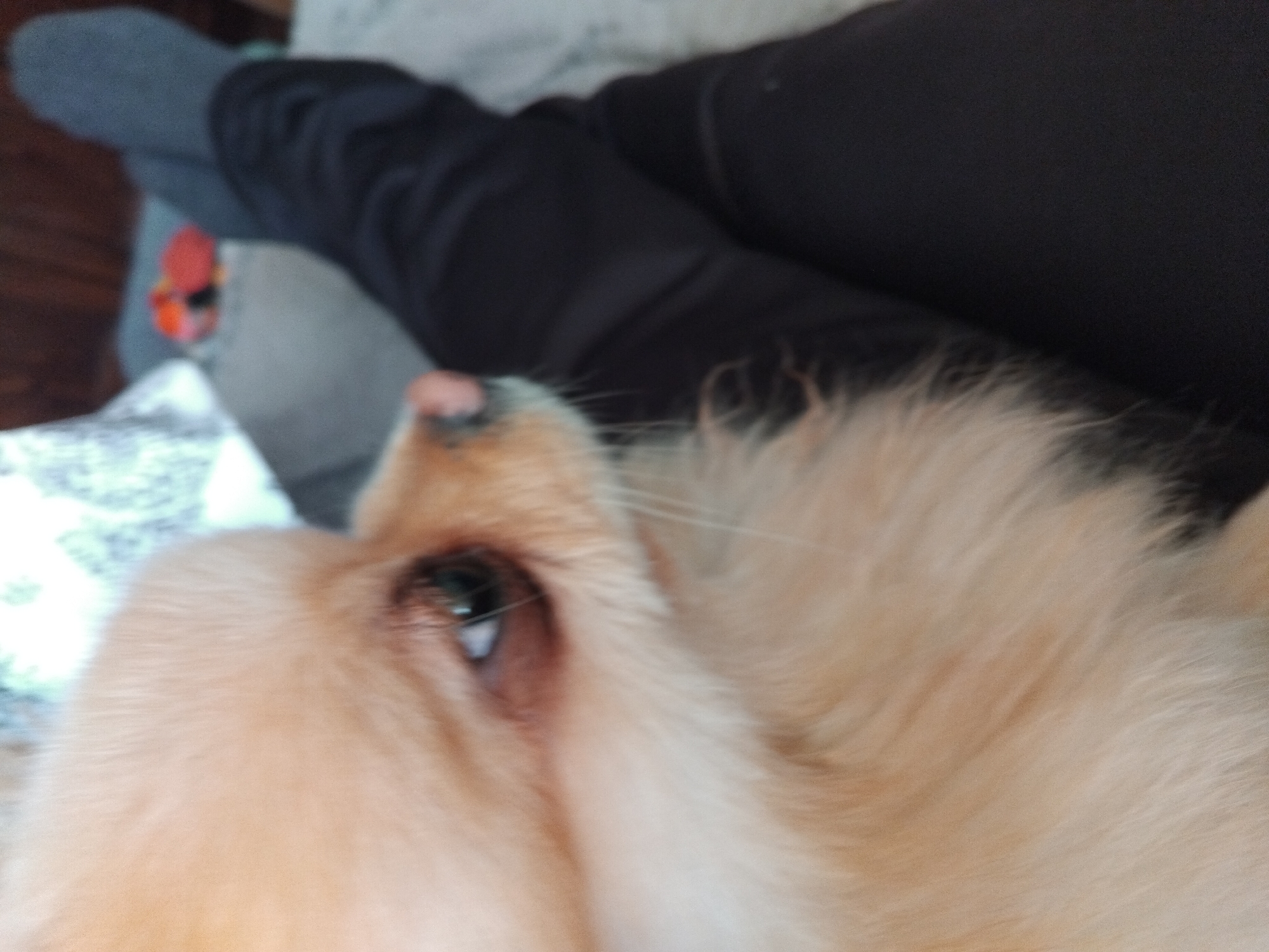 A close-up shot of a light-furred dog's face, possibly a Pomeranian or similar breed, is partially in focus. The dog's right eye is visible and the nose is pink. The dog appears to be lying on a patterned pillow. In the background, a person's leg covered in black pants and a grey sock is visible. An orange circular object can be seen on the grey sock. The environment is blurry but suggests an indoor setting. There is no information that indicates this photo was taken in Apriltsi, Bulgaria.