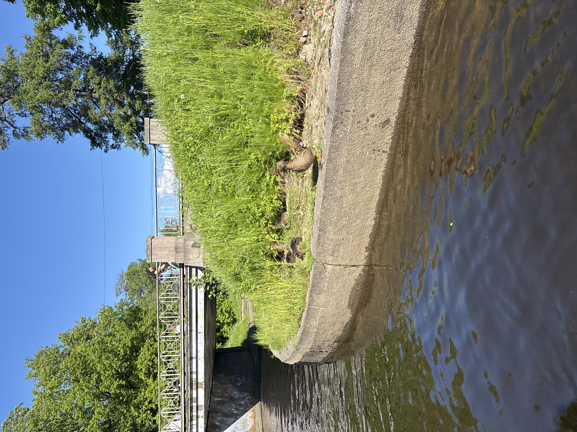 A sunny, vibrant outdoor scene depicts a canal or river with a concrete embankment and a bridge. In the foreground, the dark water of the canal reflects the clear blue sky and surrounding greenery, with visible ripples on its surface. A solid concrete wall forms the immediate bank of the waterway.
Above the concrete embankment, a lush green grassy slope rises. A brown mallard duck is prominently positioned on this grassy bank, seemingly foraging or resting, with at least two small, dark ducklings nestled close by, partially obscured by the tall grass.
Further into the background, a bridge spans the canal. It features decorative, light-colored metal railings with a repetitive square and diamond pattern. One person is visible on the bridge. On either side of the canal and bridge, large, verdant trees with dense foliage flourish under a clear, bright blue sky. The strong sunlight casts distinct shadows, enhancing the visual depth and highlighting the rich greens of the vegetation. The scene portrays a tranquil moment in an urban or semi-urban environment, possibly in Saint Petersburg, Russia, given the context. There is no visible text.