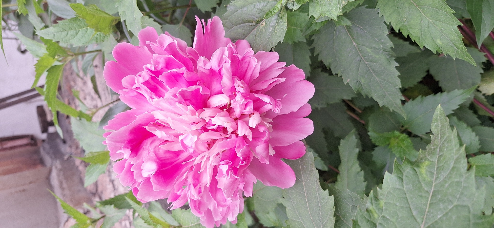 A close-up, vertical shot captures a vibrant pink peony flower in full bloom, its petals ruffled and layered. The flower is the primary subject, occupying the majority of the frame. Surrounding the bloom are numerous green leaves, some in sharp focus and others softly blurred, providing a naturalistic backdrop. The background is indistinct, suggesting an outdoor setting, possibly a garden or natural landscape, with hints of a textured wall and vertical structures that could be part of a building or fence. The lighting is bright, illuminating the flower's rich color and delicate textures. The overall impression is one of natural beauty and floral abundance. The image does not contain any people or overt actions, focusing solely on the static beauty of the peony and its foliage.