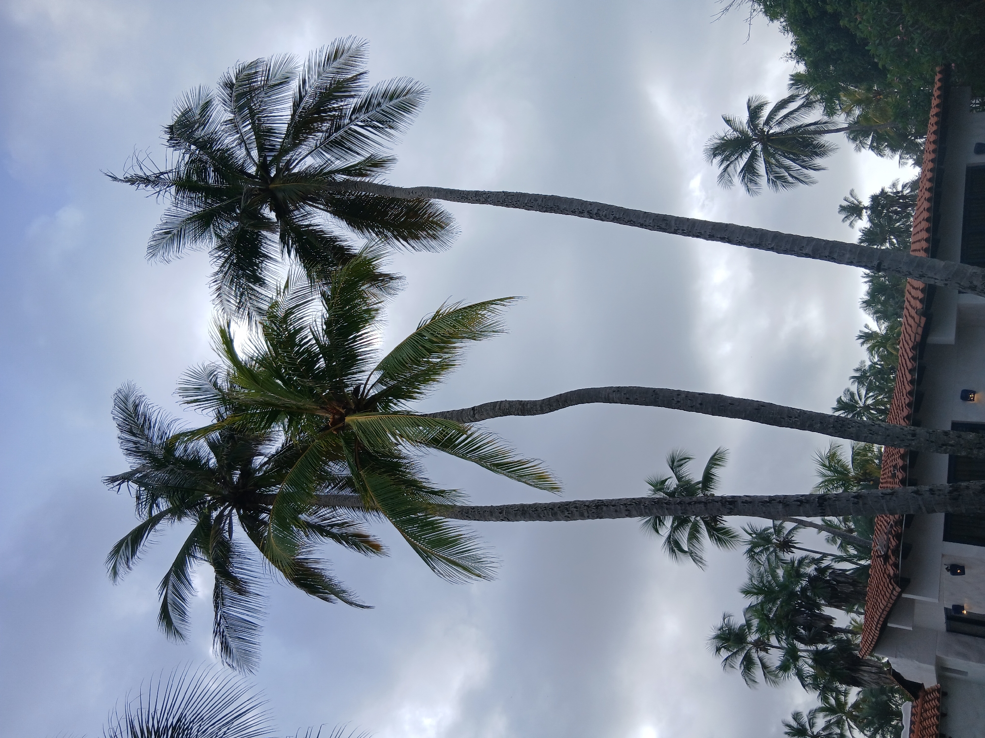 The image depicts a cloudy sky above a cluster of tall palm trees, some of which are in the foreground, their trunks rough and textured. In the lower portion of the image, the tiled terracotta roof of a building is visible, with white walls and outdoor light fixtures. The building appears to be a house or resort structure. The setting is consistent with a tropical coastal environment. The location is identified as Playa El Agua, Venezuela. There are no people or animals visible in the image.
