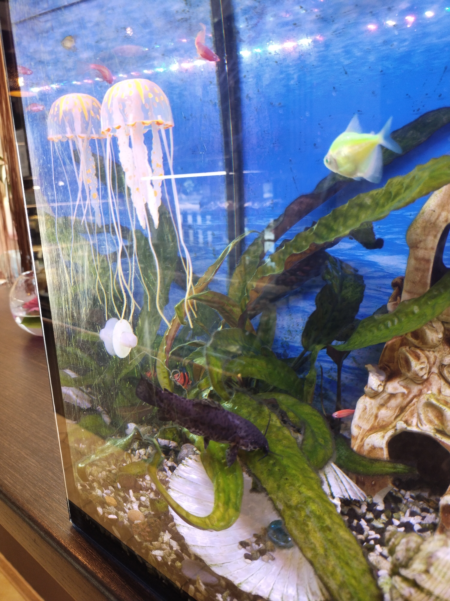 The image displays an aquarium with several marine creatures. Two jellyfish with translucent bells and long, trailing tentacles are prominently featured. One is a pale white with yellow spots, and the other is similar in appearance. In the upper right quadrant, a small, pale yellow fish with a translucent fin is swimming. At the bottom of the aquarium, a dark, elongated fish with distinct black and red stripes is partially visible amongst green aquatic plants. A small, bright pink fish is also seen near the surface towards the top right. The aquarium's background is a vibrant blue, and the substrate consists of small, light-colored pebbles and some larger shells. The aquarium is situated on a wooden surface, likely a table. The scene suggests a domestic or commercial setting, possibly a home or a pet store, in the city of Horishni Plavni, Ukraine.
