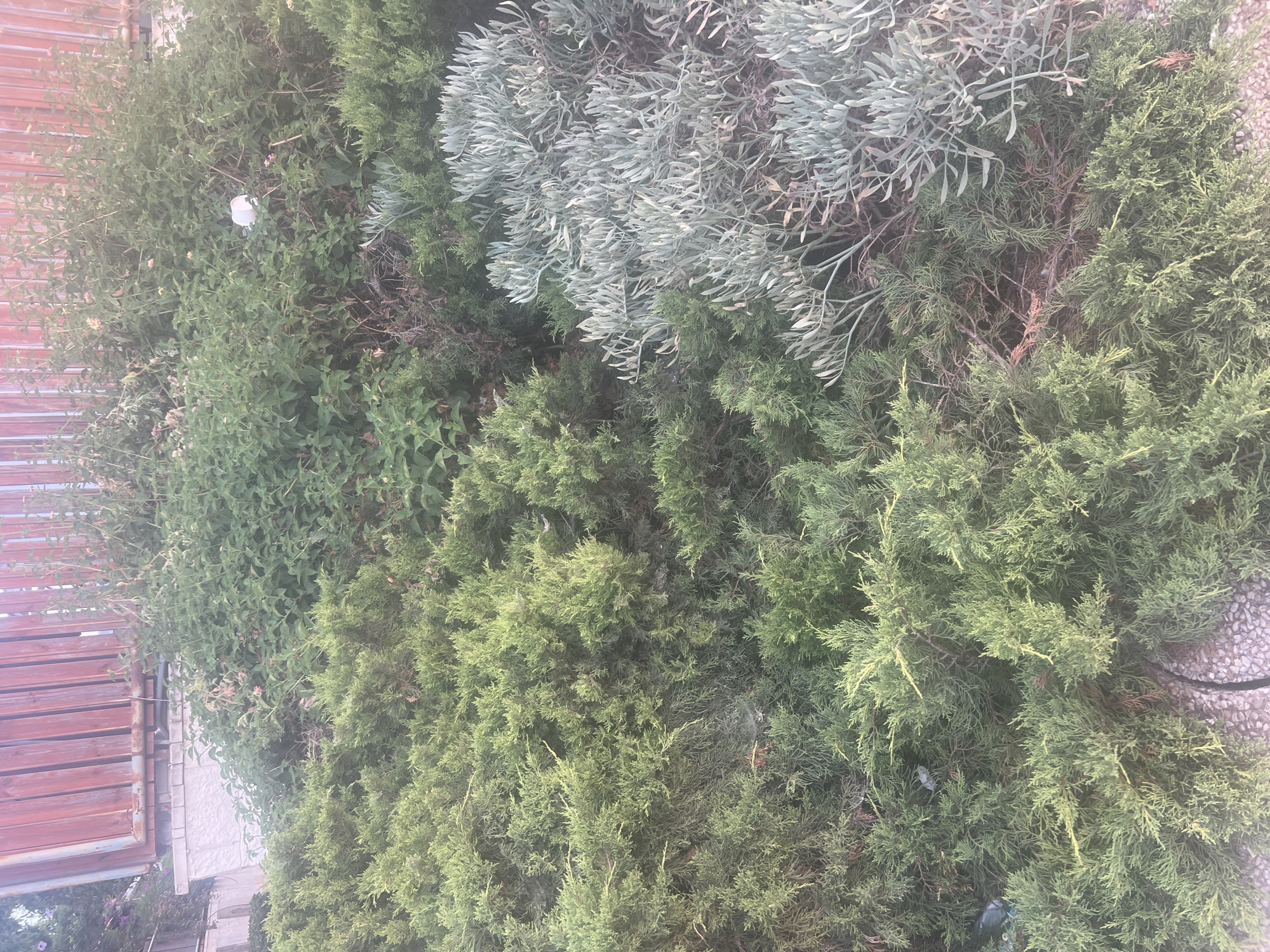 This is a high-angle, medium shot of a garden area in Or Akiva, Israel, featuring a dense variety of shrubs and plants. In the foreground, there are two distinct types of greenery: a light green, feathery shrub on the left, and a silver-green, bushy plant with narrow leaves on the right. Behind these, a mix of darker green, leafy bushes fills the mid-ground. In the background, a weathered, reddish-brown wooden fence is visible above a light-colored stone wall or planter. The overall impression is one of a natural, somewhat overgrown garden space. There are no people or animals visible in the image, and no discernible actions or interactions are taking place. The lighting suggests it is daytime, with the sun casting a soft, diffused light.