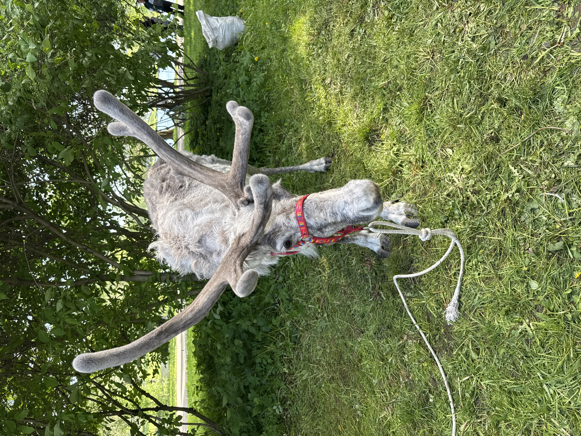 A reindeer is lying on grass. It has a red collar and a white rope is attached. Trees and bushes are in the background. The location is Kyaselevo, Russia, though this cannot be confirmed with certainty.