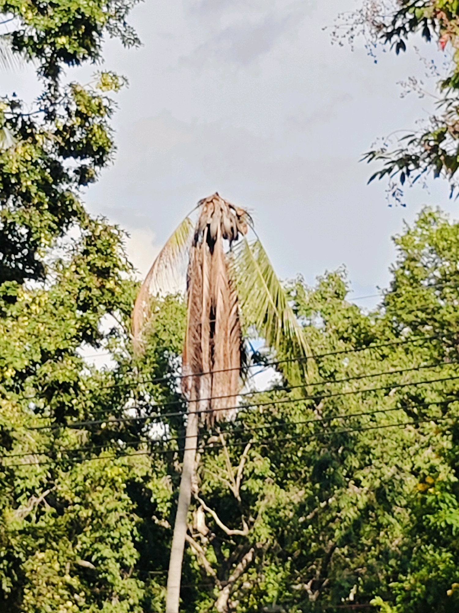A dead palm tree stands in the center of the image, its fronds dried and drooping. It is surrounded by lush green foliage from other trees, which frame the sky in the background. Several power lines are visible crossing the middle ground of the image. The scene appears to be outdoors, possibly in a natural setting or park within Khao Yai, Thailand.
