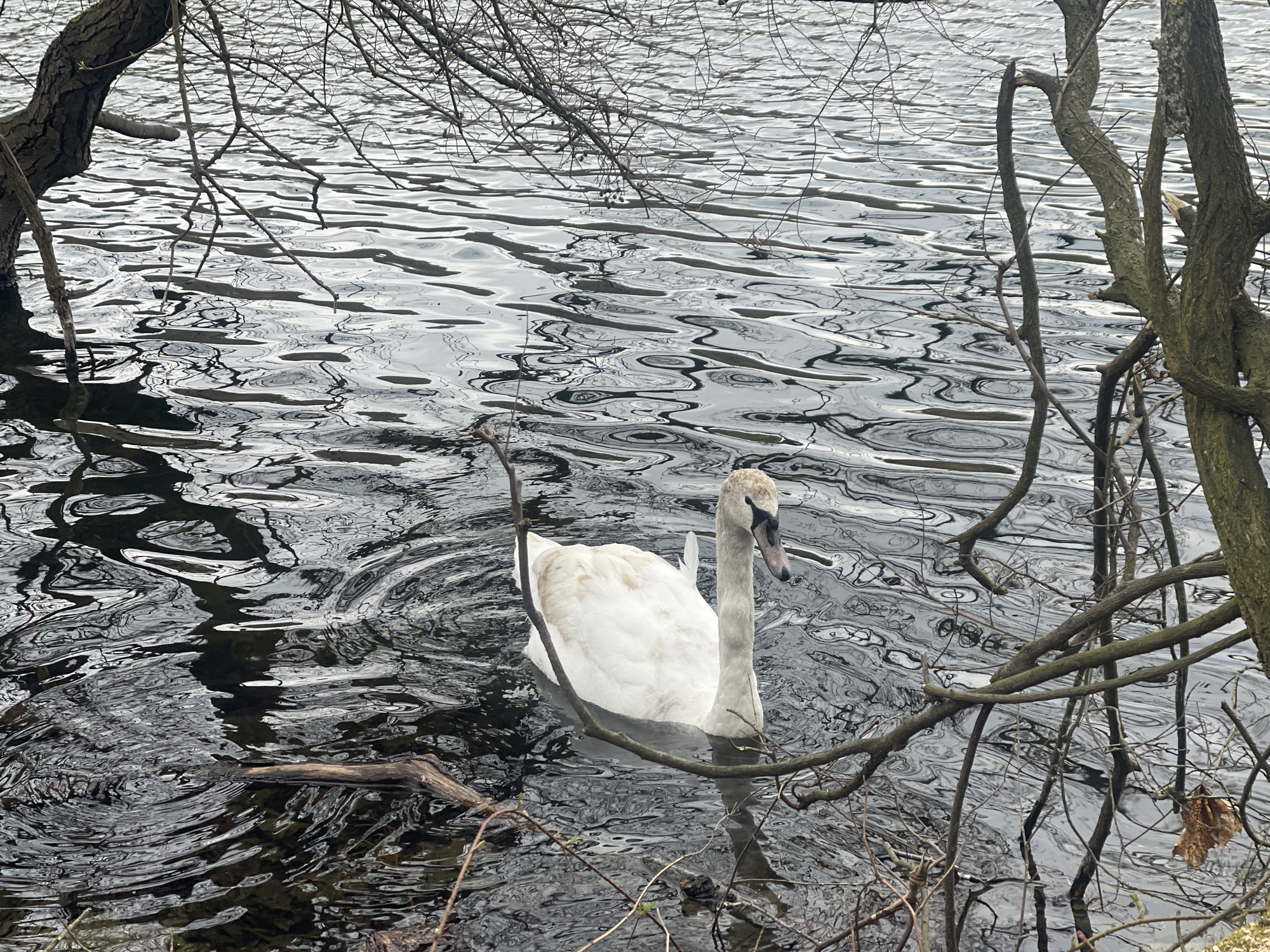 A juvenile mute swan swims in the dark water of a lake or pond. Branches and tree trunks surround the swan, framing it in the foreground and background. The water's surface is rippled, reflecting the overcast sky. The location is likely in Berlin, Germany.