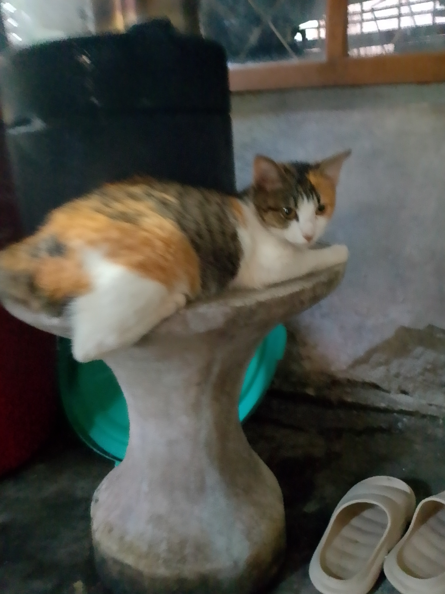 A calico cat is perched on a concrete pedestal. The cat is looking to its right with a curious expression. The cat's fur is a mix of white, orange, and black patches. The pedestal appears to be weathered and worn. In the background, there is a dark, cylindrical object on the left, a green circular object beneath the pedestal, and a wall with a window on the right. A pair of light-colored slippers are visible on the floor in the foreground to the right. The scene suggests an indoor or semi-outdoor domestic setting.