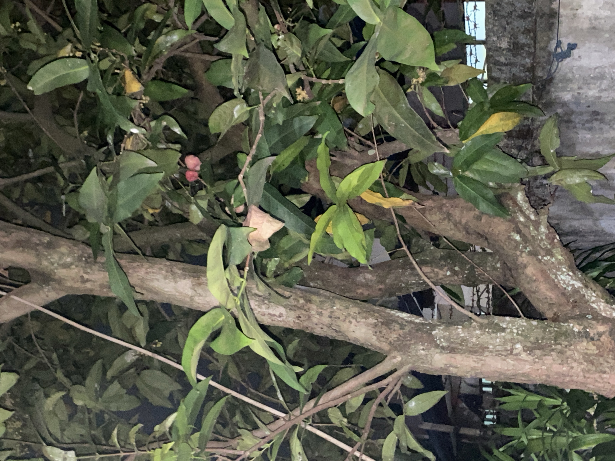 A close-up, low-light photograph captures the trunk and branches of a tree with lush green foliage and some red fruits. The tree is positioned in front of a concrete wall, beyond which a barbed-wire fence is visible. In the background, the lights of a building suggest an urban setting. The scene is likely located in the city of Banjarmasin, Indonesia, based on the visual cues of dense vegetation, a concrete wall, and a barbed-wire fence commonly found in residential or industrial areas. The image is devoid of any people or visible actions.
