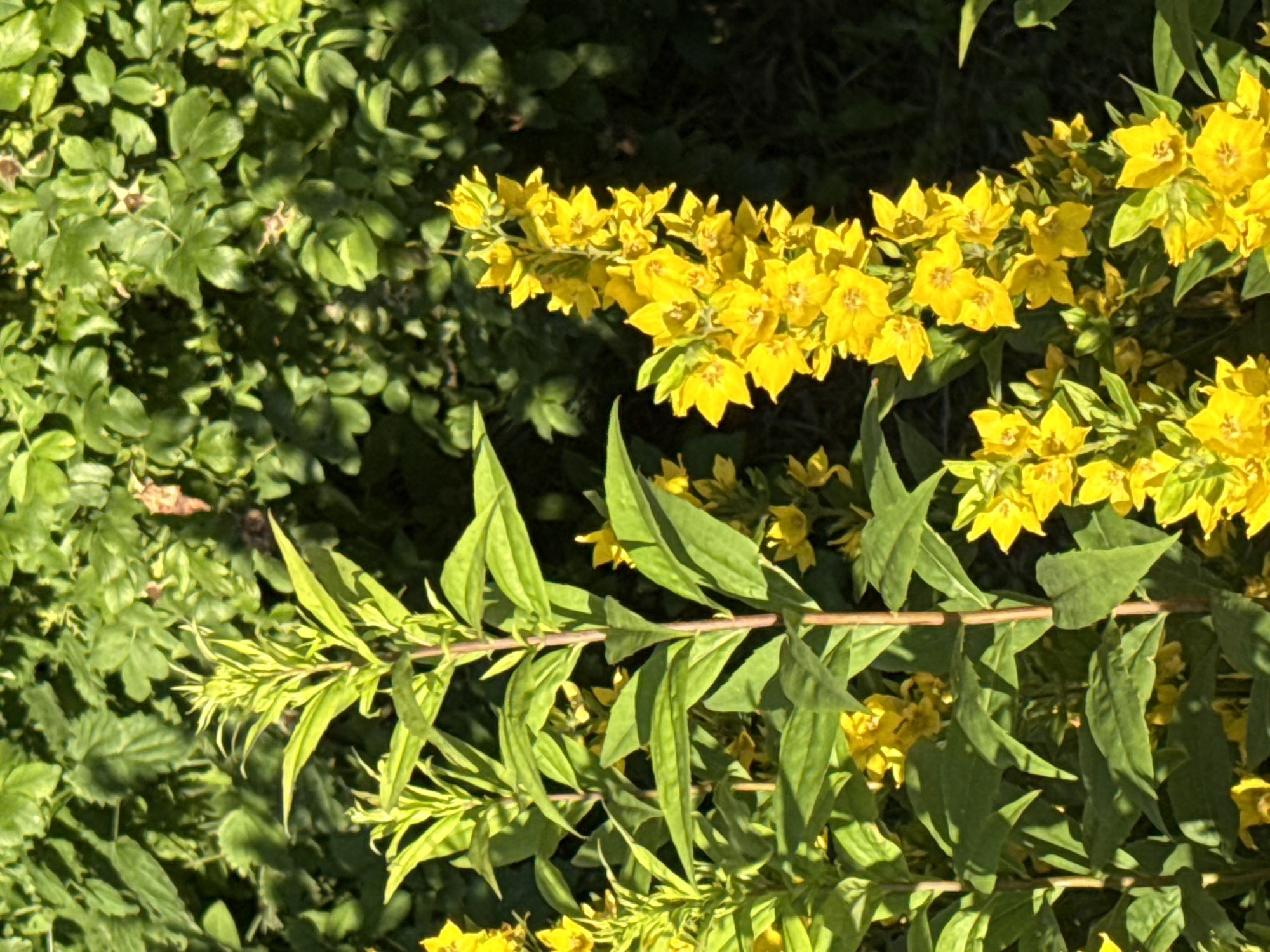 The image displays a close-up view of a cluster of bright yellow flowers, likely in bloom during the summer. The flowers are star-shaped with five petals and grow in spikes along upright green stems. Lush green foliage forms the background, with some of the leaves in shadow, suggesting it's outdoors in natural light. The scene appears to be a garden or a park. The flowers are in sharp focus, with the background slightly blurred, creating a sense of depth. There are no people or animals visible in the image. The location is identified as Pargolovo, Russia.