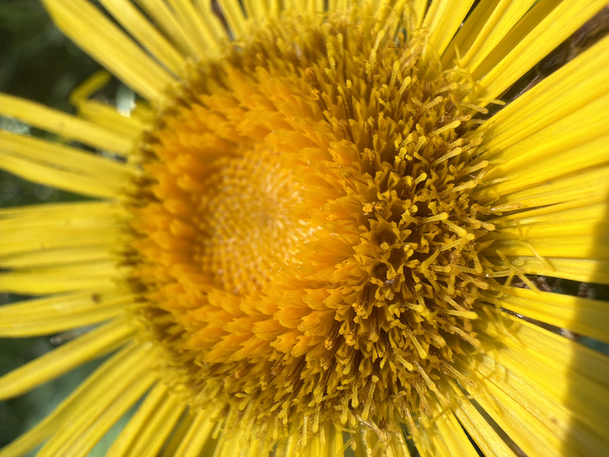 This is a close-up, vertical, full-frame photograph of the center of a bright yellow flower, likely taken outdoors. The flower has numerous fine, pointed, orange-yellow petals radiating outwards from a central disc covered in densely packed, tiny, finger-like structures, also in shades of orange and yellow. Some of these structures appear to have a dusty texture. The petals are elongated and linear, with visible texture and some appearing slightly dewy. The background is softly blurred and out of focus, showing hints of dark green and black, suggesting foliage or shadow. The lighting creates bright highlights on the petals and emphasizes the textured surface of the flower's center. There is no indication of any specific location within the city of Kramatorsk, Ukraine, or any people, actions, or interactions.
