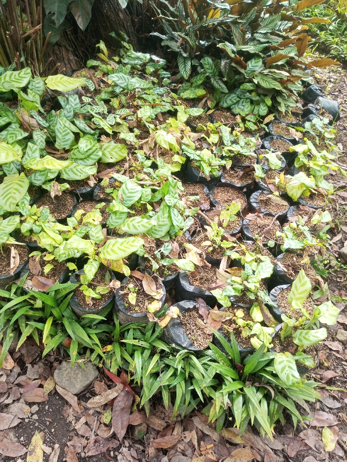 An abundance of plants, mostly Calathea species, thrives in small black plastic pots. The pots are densely packed together on the ground, interspersed with patches of vibrant green grass-like plants. The scene is set outdoors, with a backdrop of mature trees and a ground covered in fallen leaves. The overall impression is one of a plant nursery or a garden display.
