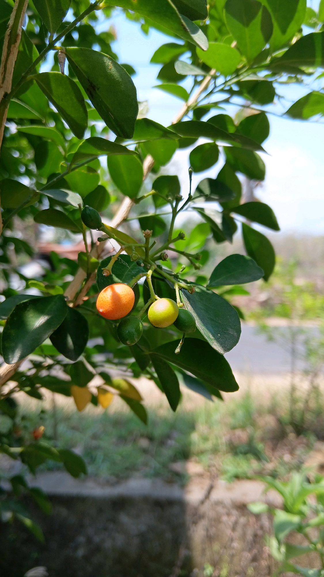 This is a close-up, eye-level, vertical photograph of an orange and lime on a tree branch, likely taken in Klorogan, Indonesia, given the context. The fruit is the primary subject, with one small orange fruit and one smaller green fruit positioned close together on a thin stem. The orange fruit is oval-shaped and appears ripe, while the green fruit is rounder and unripe. Several other small green fruits are visible in the background, as well as numerous green leaves of varying sizes. The leaves are glossy and appear healthy. The background is blurred, showing hints of a pathway or road, vegetation, and a bright, possibly overcast, sky. The overall impression is one of natural growth and ripening fruit in an outdoor setting.
