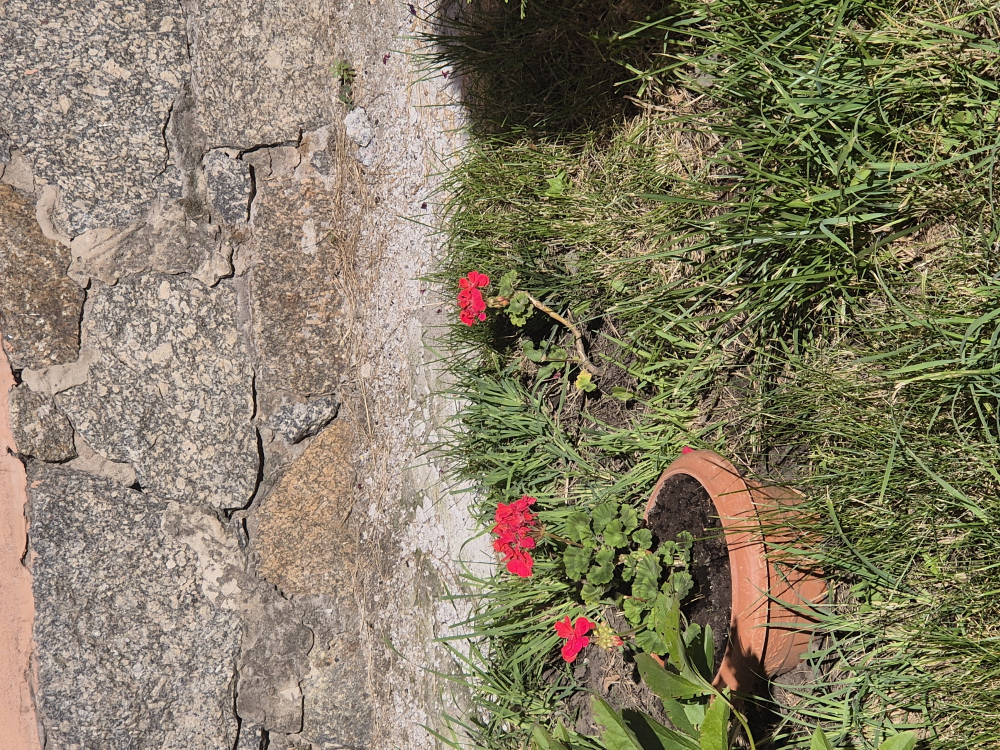 In Sozonivka, Ukraine, a terracotta pot containing red geraniums sits in the grass near a stone wall. The wall, constructed from large, rough-hewn stones of varying gray and brown tones, is topped with a band of faded pink plaster. The ground is covered with green grass and some dry, brown vegetation. Sunlight casts shadows on the grass.