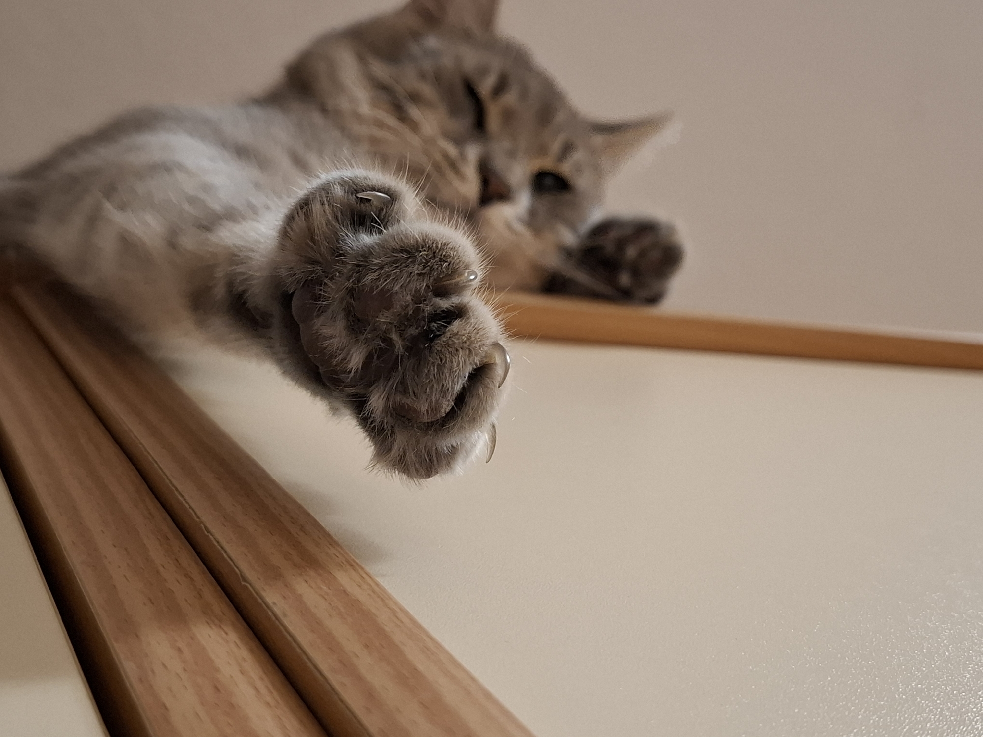 A low-angle close-up photograph captures a light grey tabby cat in a relaxed pose indoors in Novi Sad, Serbia. The cat's left front paw is the central subject, rendered in sharp focus as it extends towards the viewer, prominently displaying its sharp, extended claws. The fur on the paw is soft and detailed.
In the background, the cat's head and body are softly blurred, suggesting it is lying down comfortably. Its eyes appear closed or squinted, conveying a sleepy or contented emotion. The cat's ears are slightly perked. The cat is resting on a smooth, light beige or off-white surface, which occupies much of the lower and right portions of the frame. Two parallel wooden elements, likely part of furniture or a frame, are visible on the left side, running diagonally towards the bottom left corner. One of these wooden elements shows a small, faint crack. The overall lighting is soft and even, typical of an indoor setting. There is no visible text in the image.