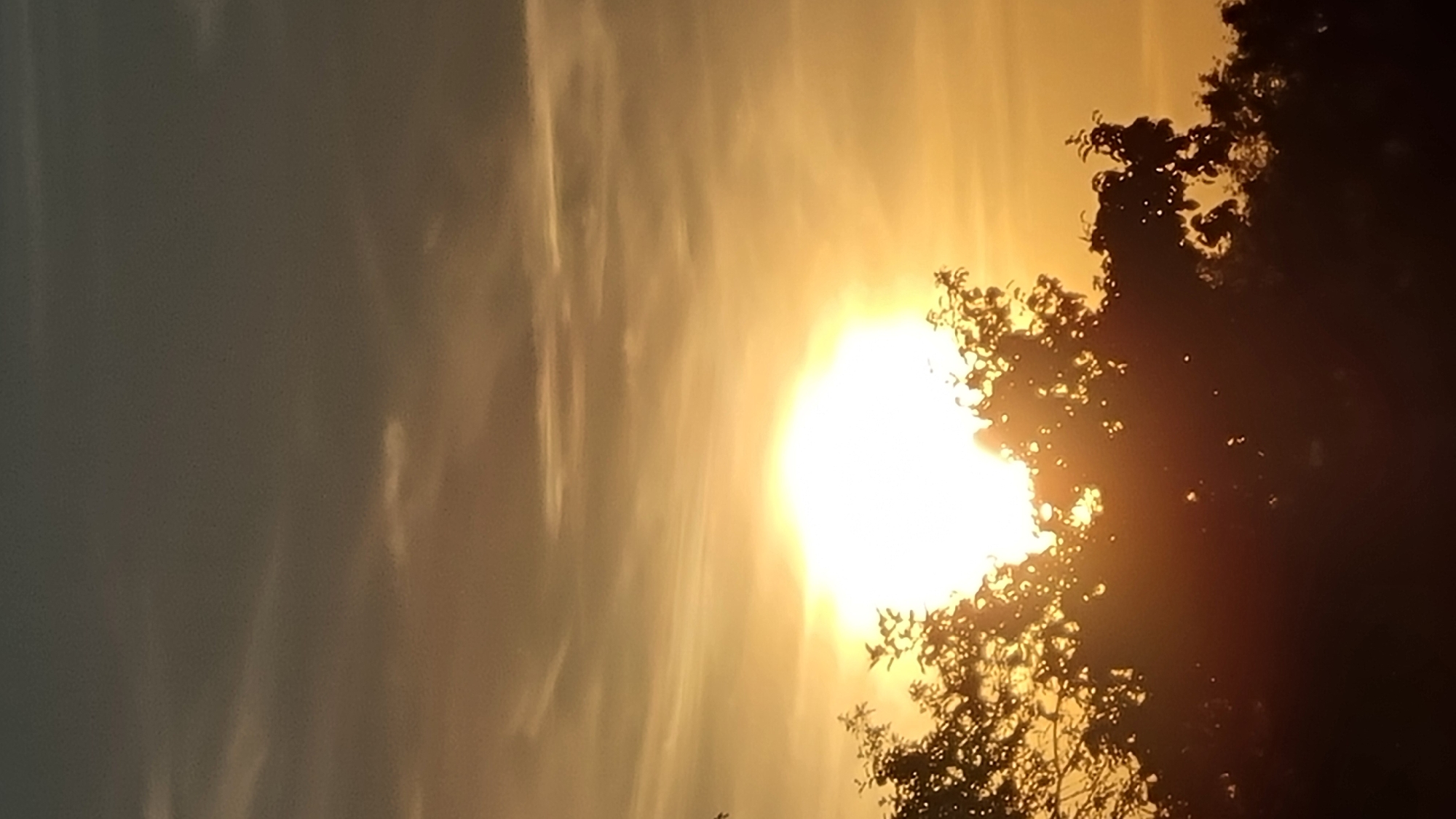 The image shows a sunset with the sun partially obscured by trees. The sky is a gradient of warm colors, transitioning from bright yellow and orange near the horizon to a darker grey at the top. Wispy clouds are scattered across the sky. Silhouetted against the bright sun are the dark shapes of trees with visible leaves and branches. The lower part of the image is dominated by the dark silhouettes of more trees and foliage, suggesting a natural or park-like setting. There are no people or discernible man-made structures in the image. The overall scene evokes a peaceful, natural atmosphere at dusk. The location provided, Vysokoe, Russia, indicates an outdoor setting in that region.