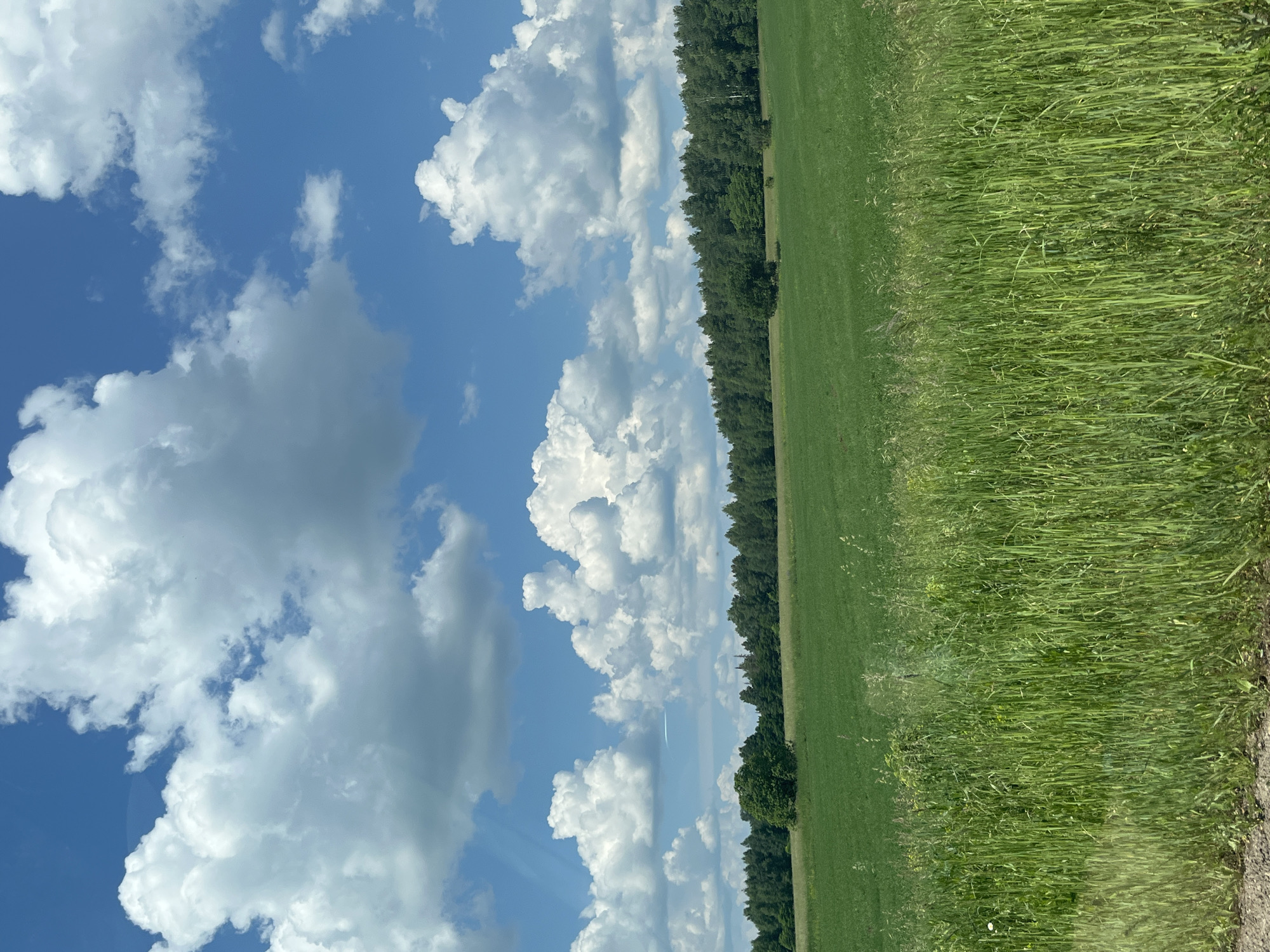 This is an image of a rural landscape under a bright blue sky dotted with fluffy white clouds. In the foreground, tall green grass grows densely. Behind the grass is a large, flat green field. Further in the distance, a dense line of green trees forms the treeline of a forest. The image does not contain any people, objects, or actions that would suggest it is located within the city of Krasnoyarsk, Russia.
