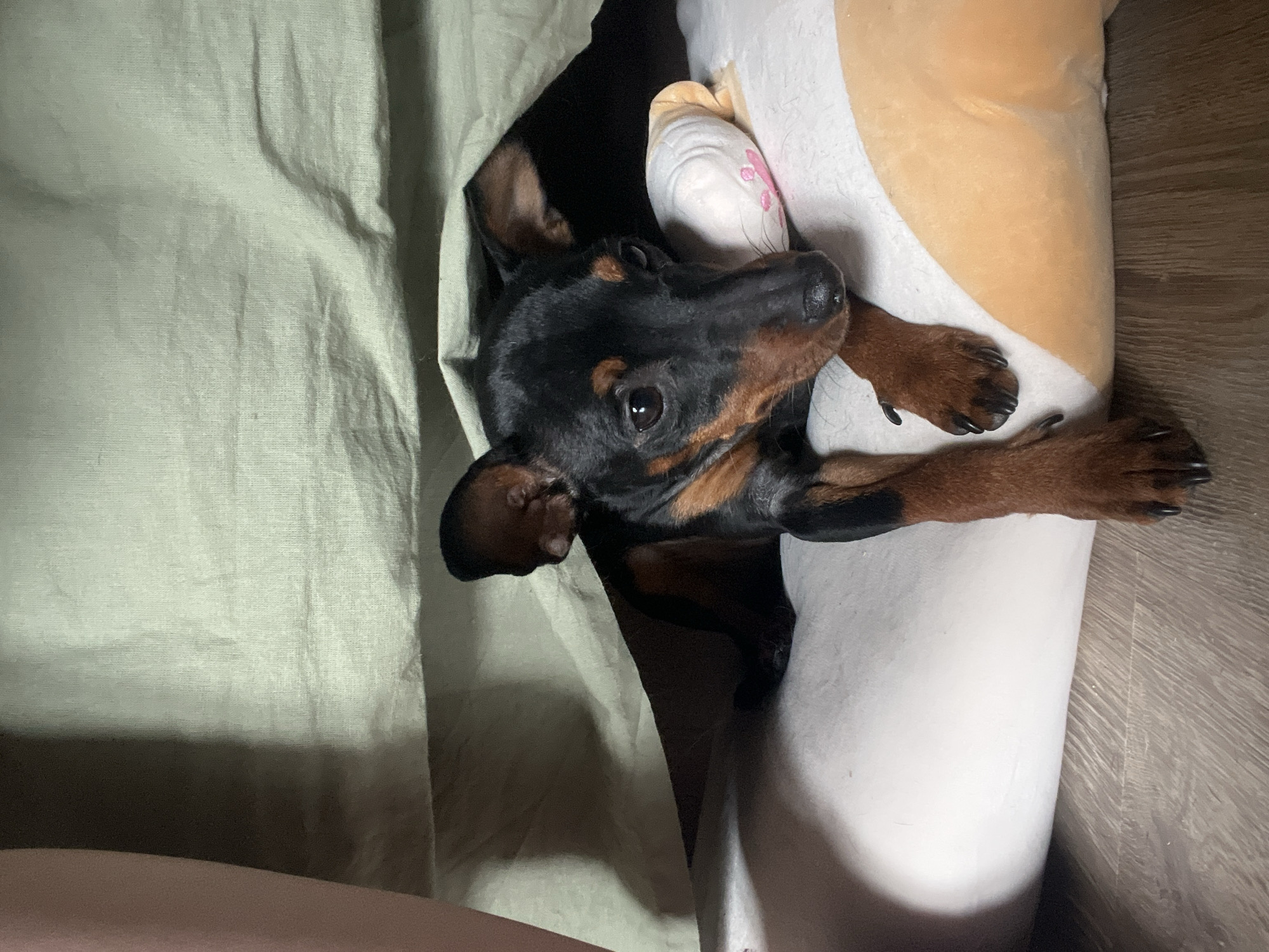 A black and tan miniature pinscher dog is lying on a large, white, cylindrical pillow with a light brown and tan patterned object. Part of the dog is under a light green sheet. A person's leg is in the lower left corner of the frame. The floor appears to be light brown faux wood. The location is not discernible from the image.